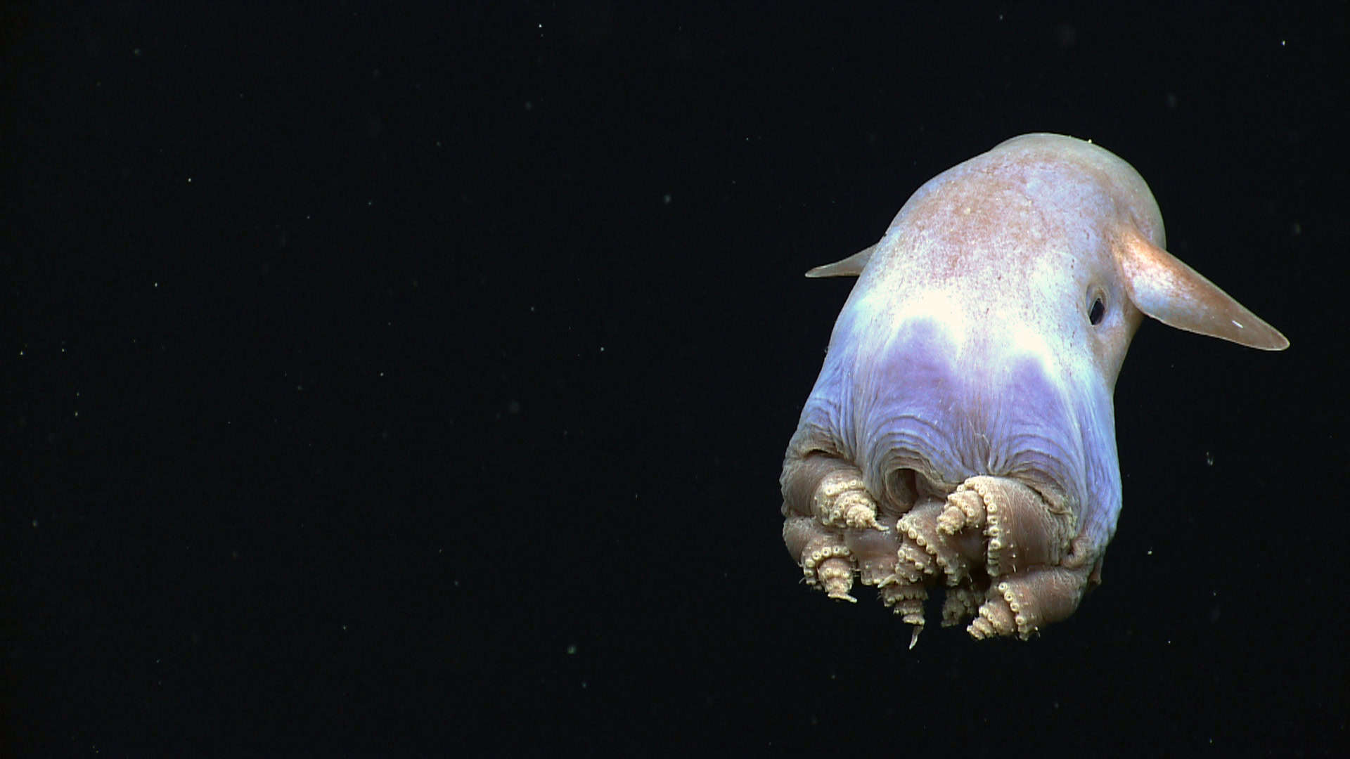 Dumbo Octopus