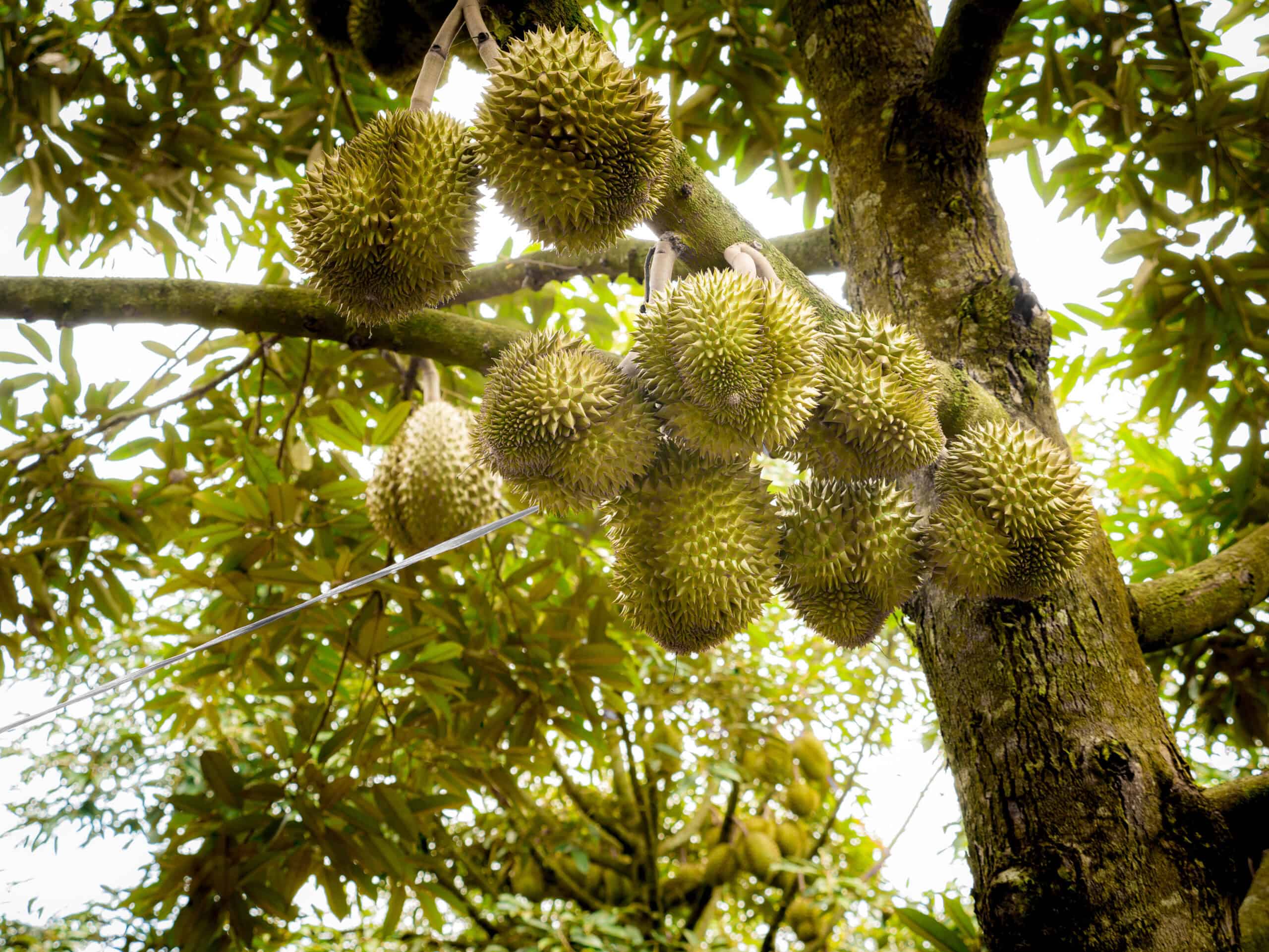 Durian Tree