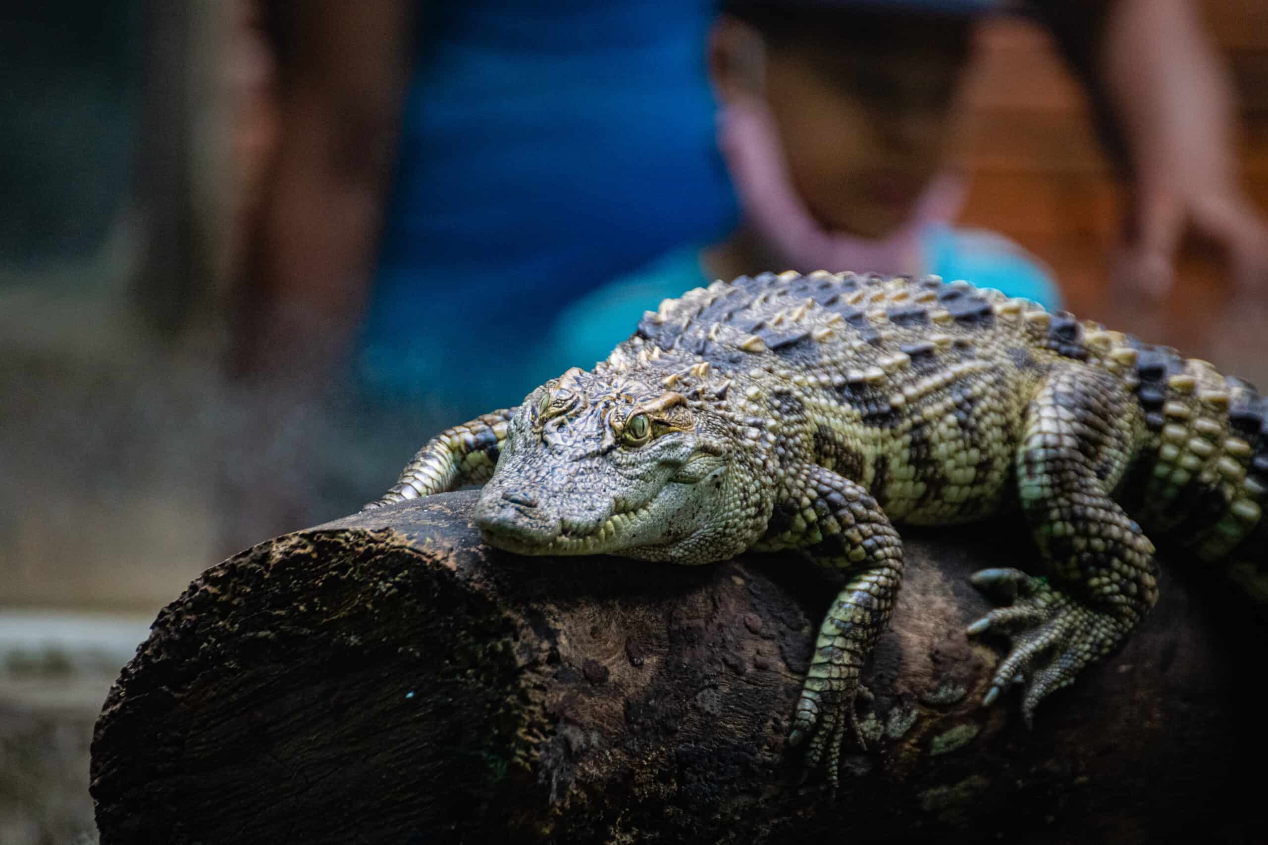 Dwarf Crocodile