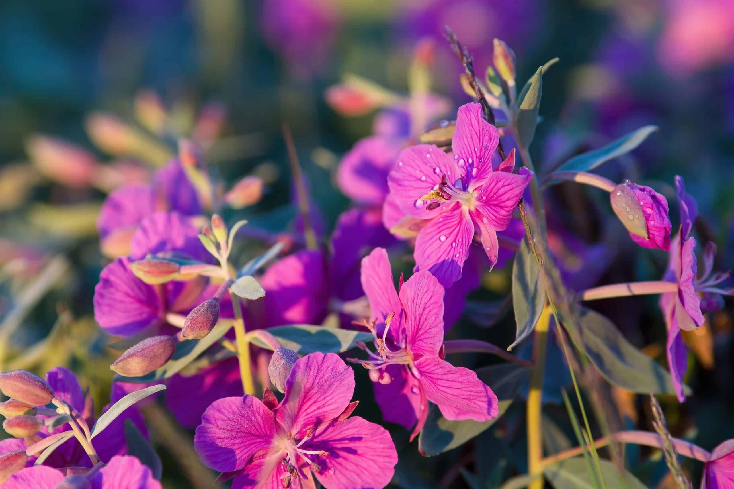 Dwarf Fireweed (Chamaenerion latifolium)