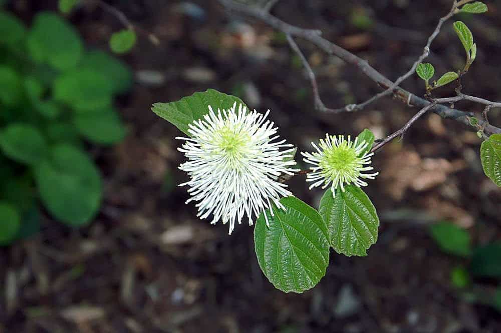 Dwarf Fothergilla (Fothergilla gardenii)