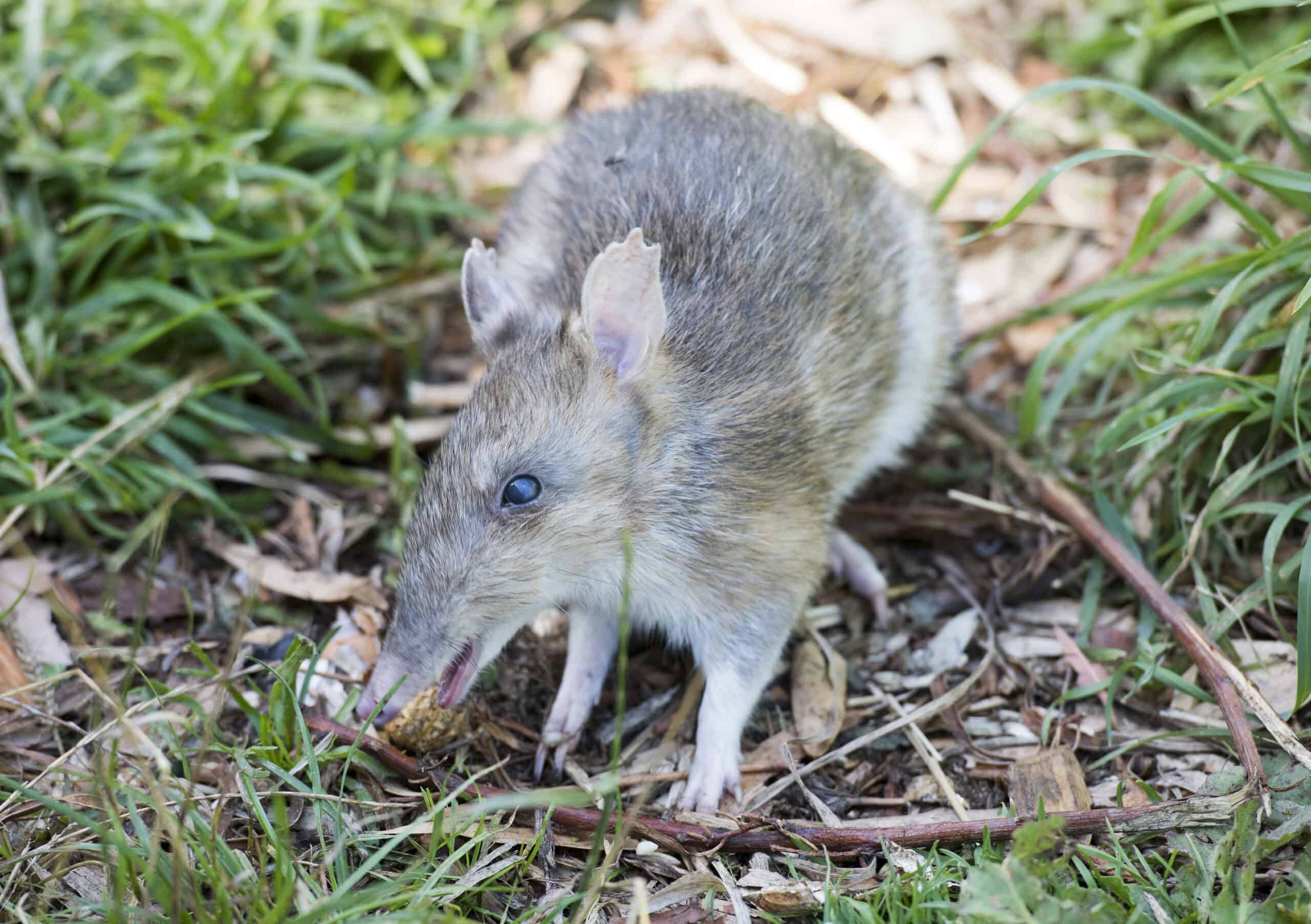 Eastern Barred Bandicoot