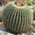 19 Unique Cacti Found in Deserts