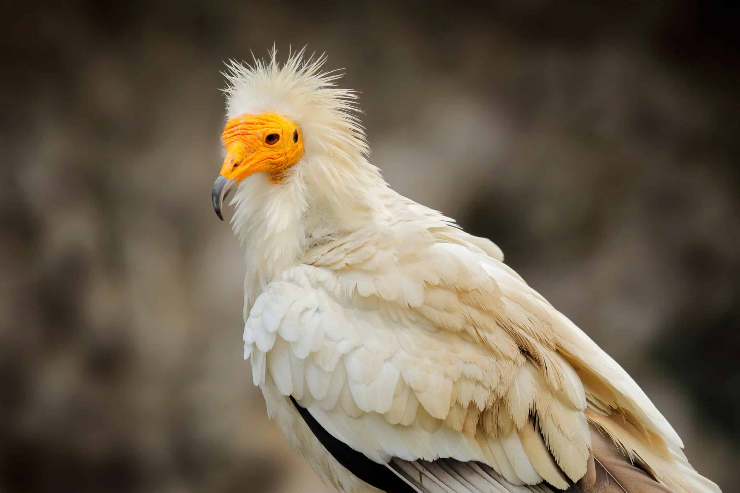 Egyptian Vulture