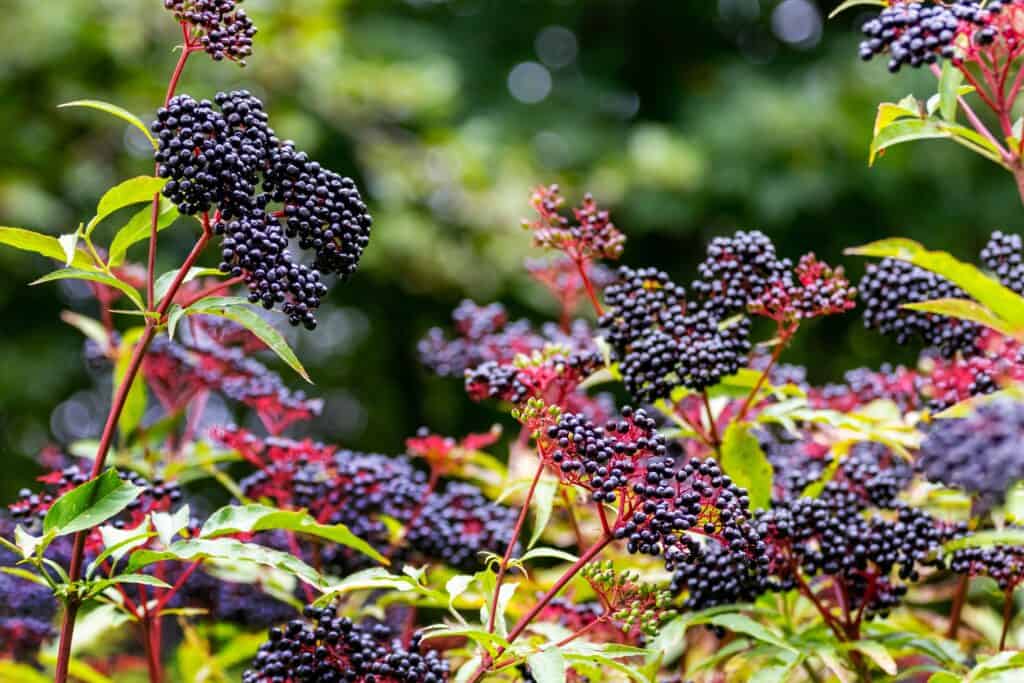 Elderberry