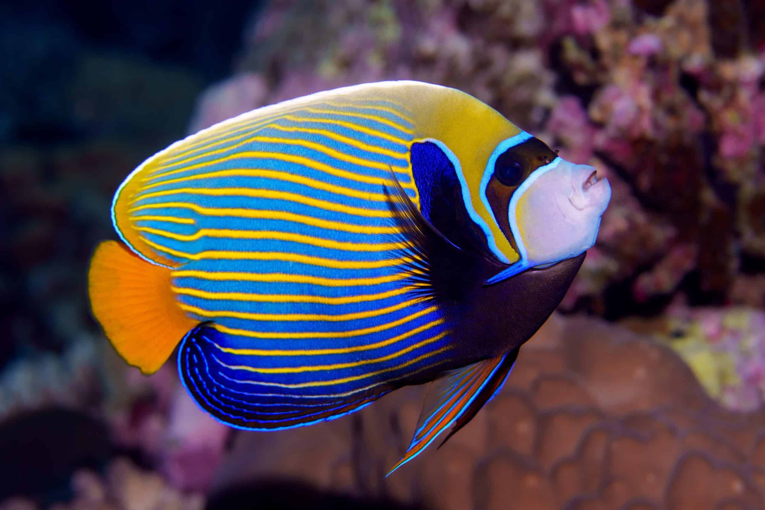 Emperor Angelfish