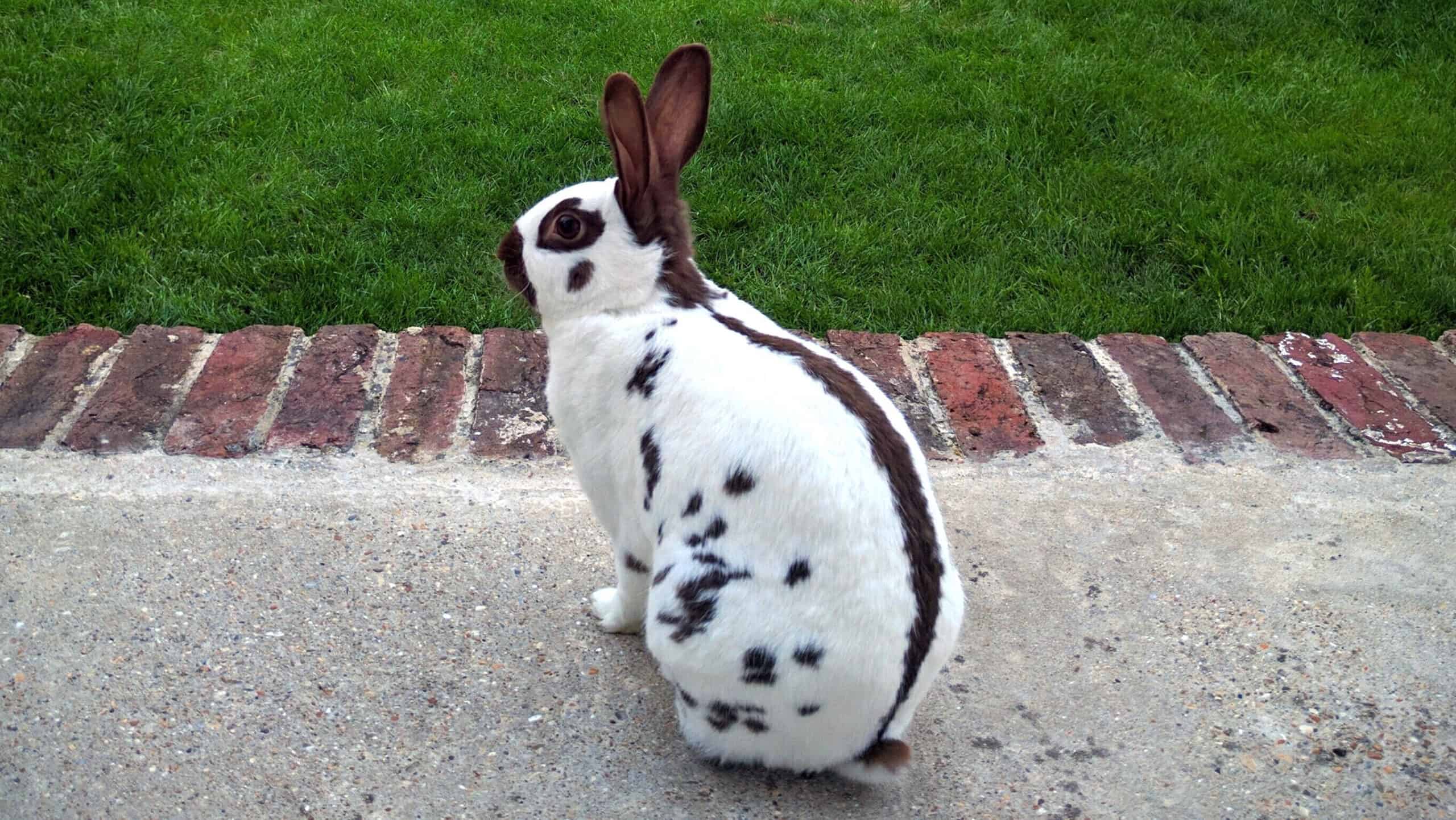 English Spot rabbit