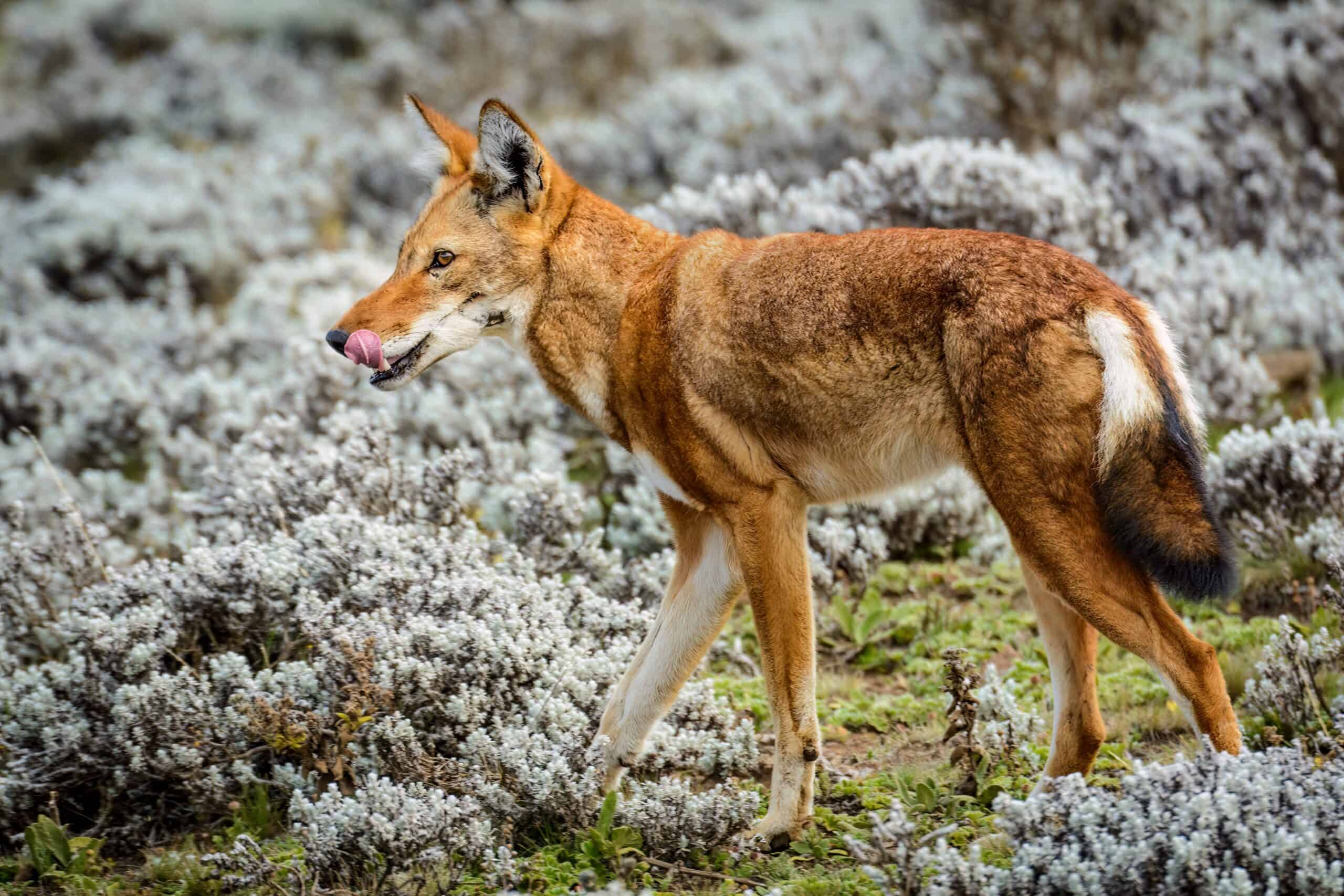 Ethiopian Wolf (Canis simensis)