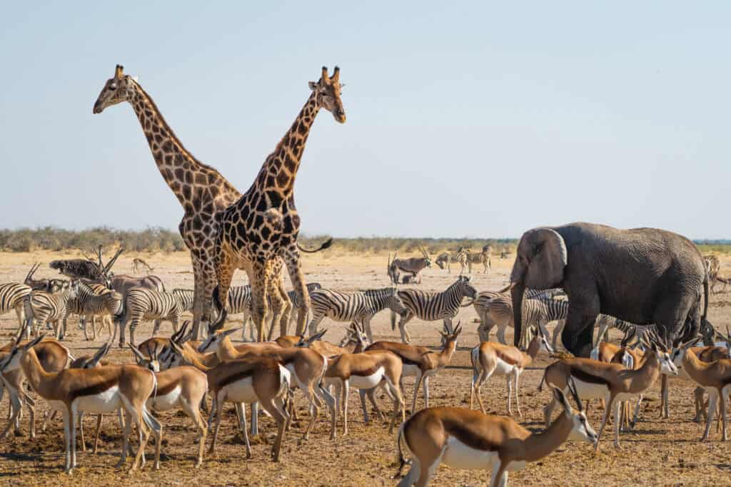 Etosha National Park, Namibia