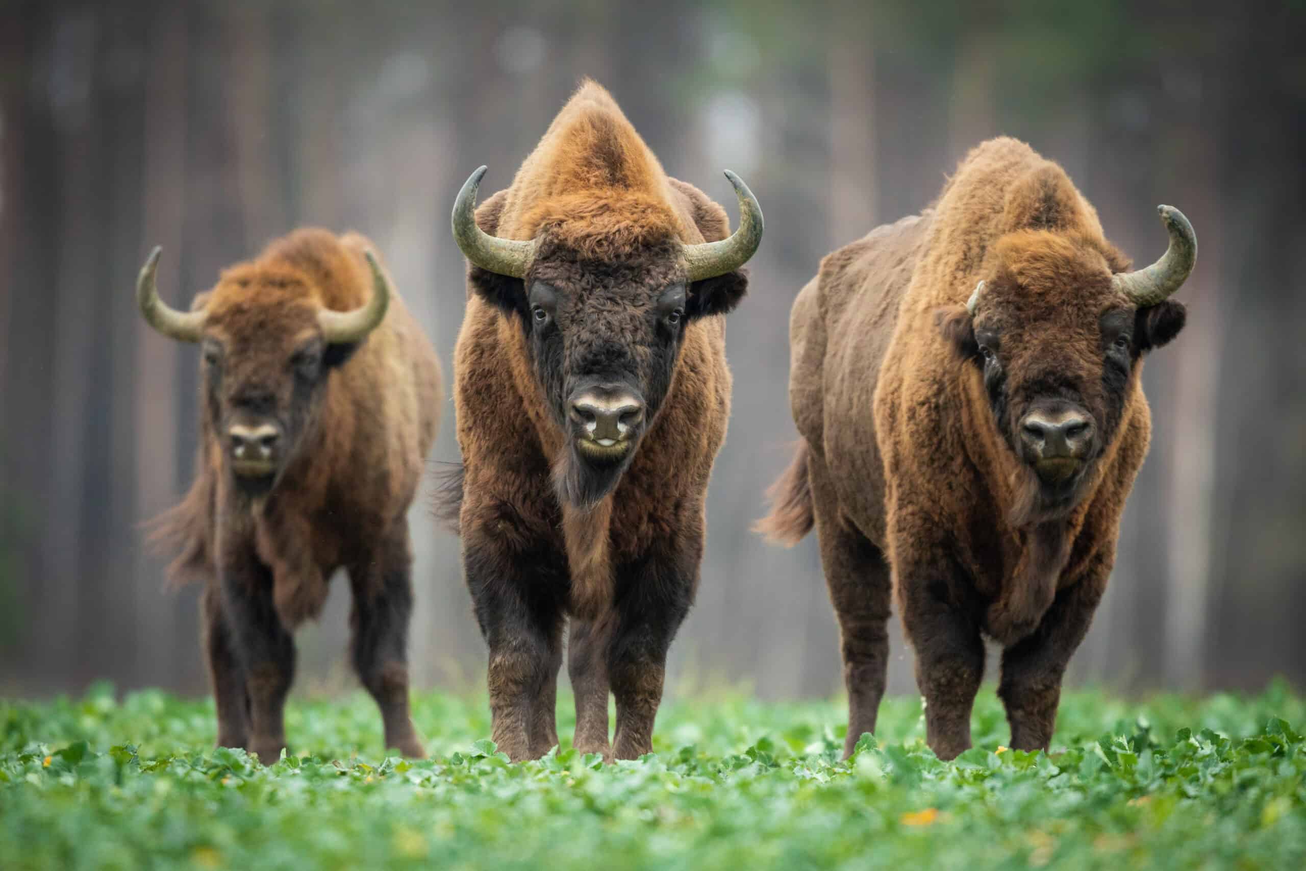 European Bison