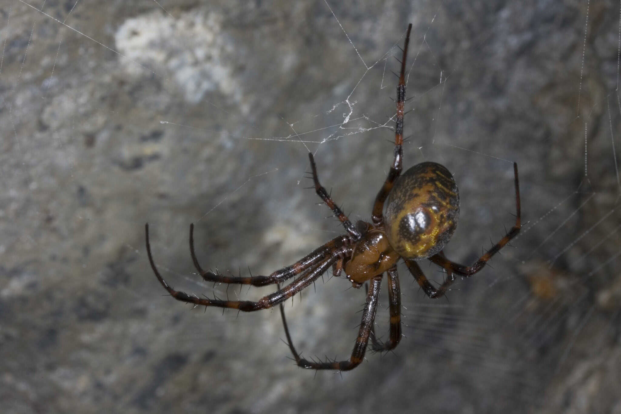 15 Rarest Spider Species in the World - Rarest.org