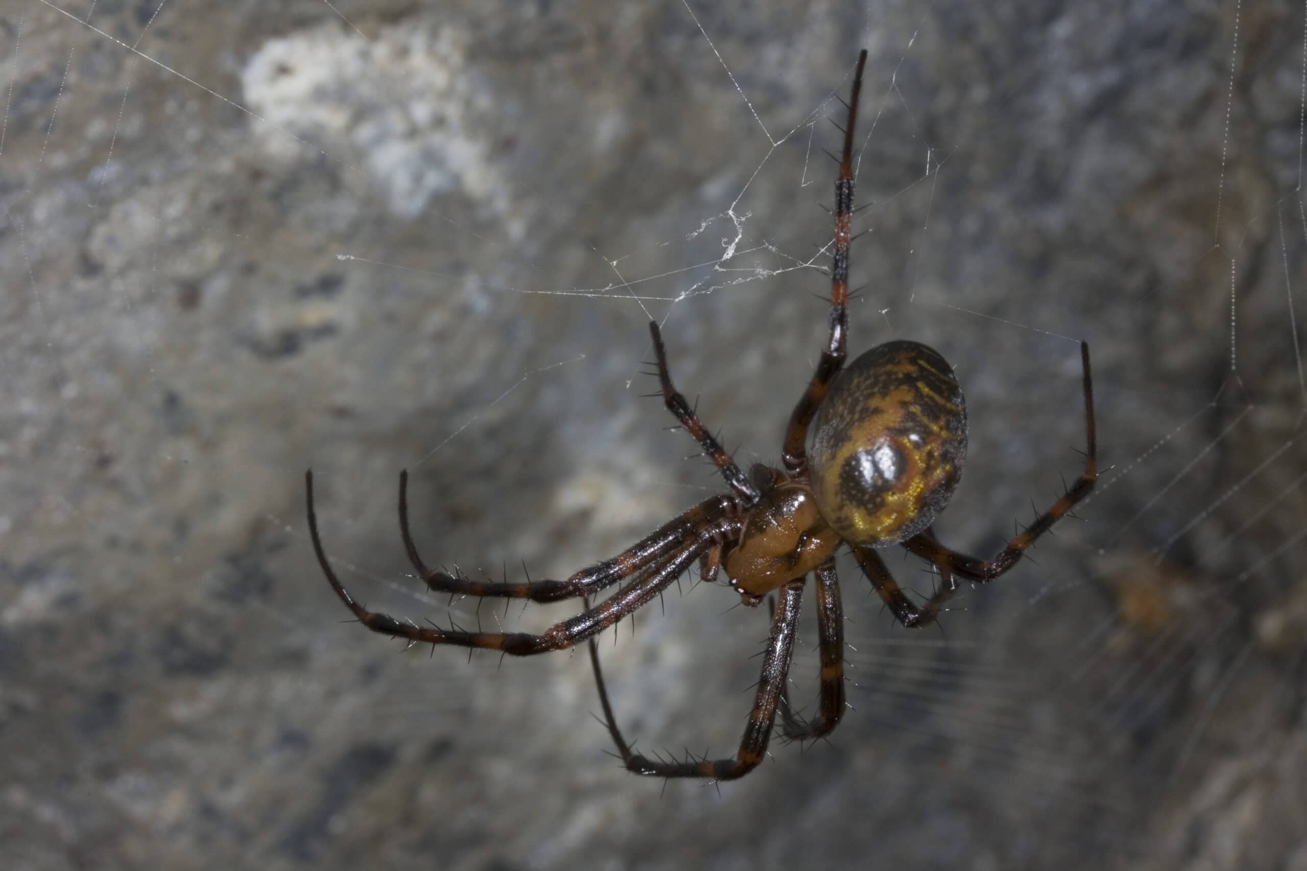 European Cave Spider (Meta menardi)