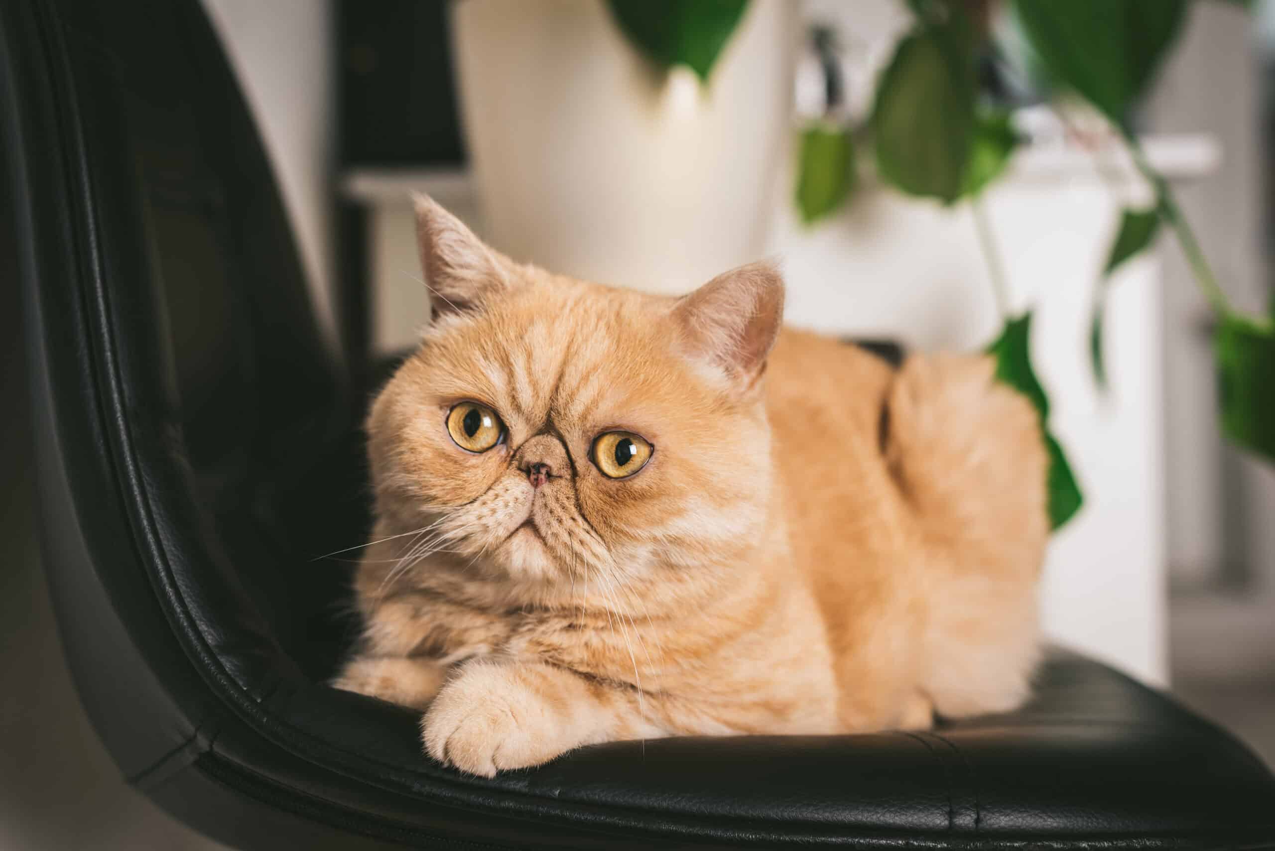 Exotic Shorthair Cat