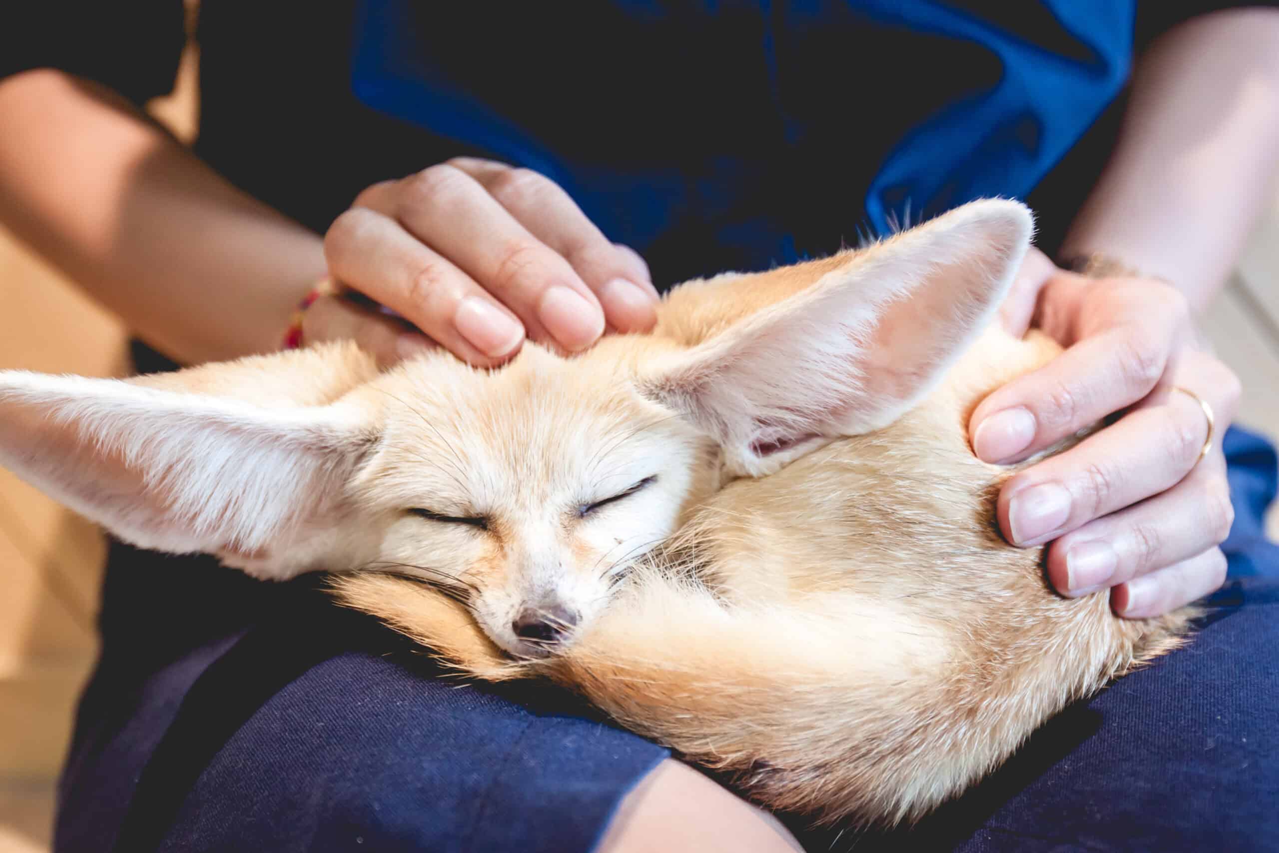 Fennec Fox