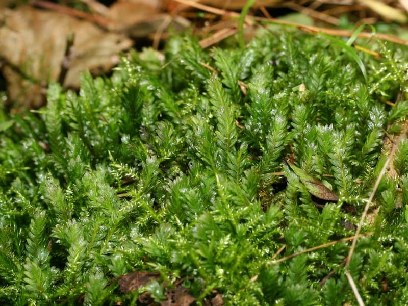 Fissidens adianthoides (Maidenhair Pocket Moss)