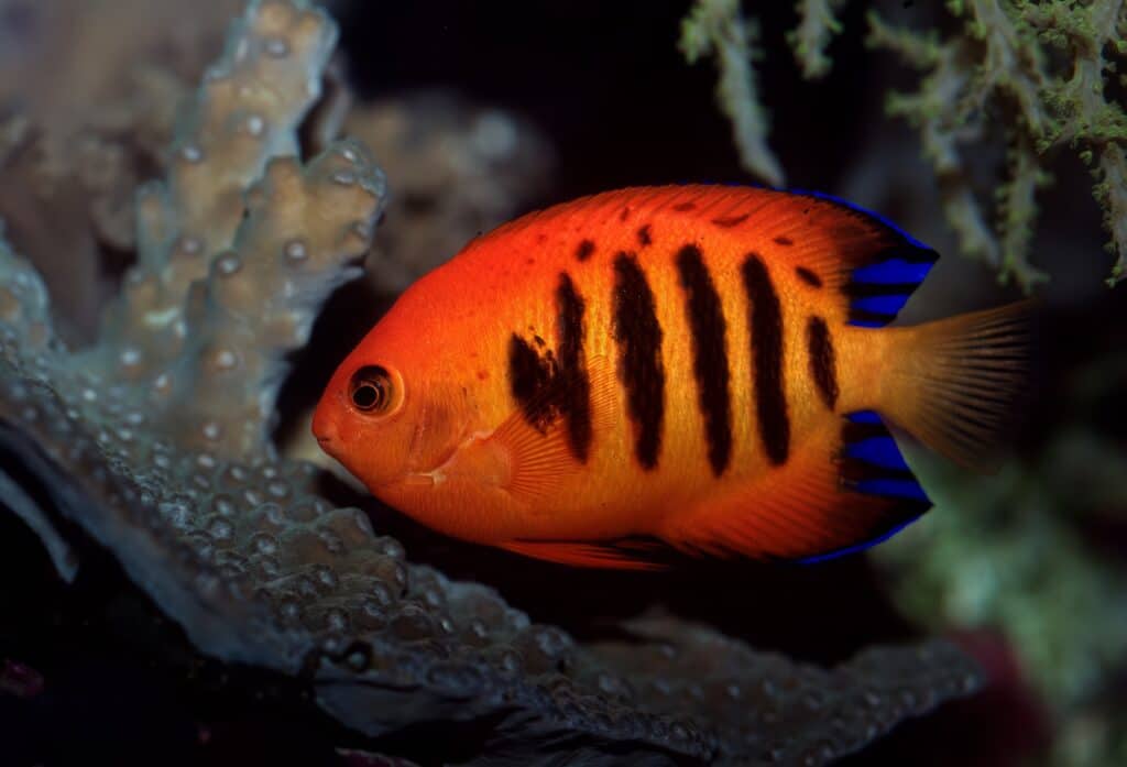 Flame Angelfish