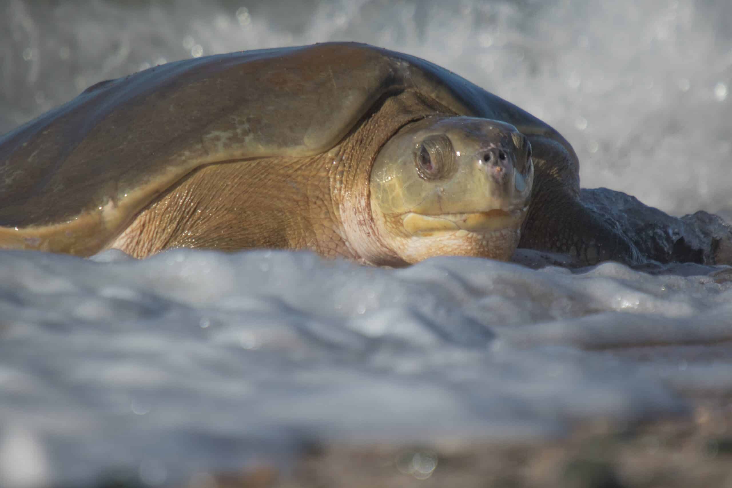 Flatback Sea Turtle (Natator depressus)