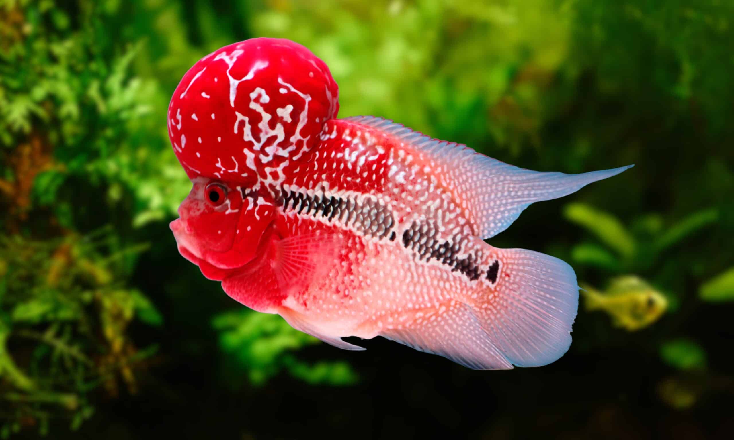 Flowerhorn Cichlid