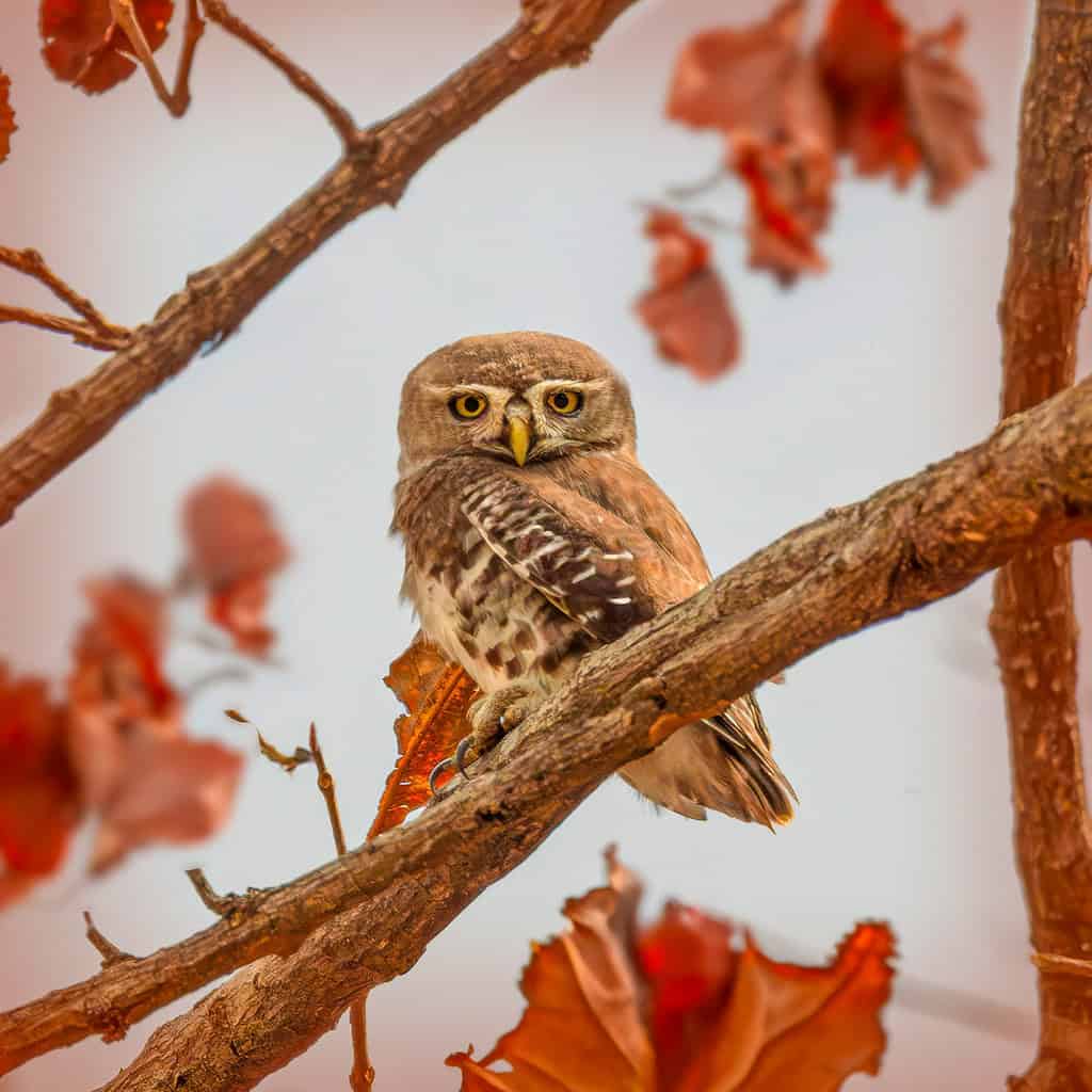 Forest Owlet