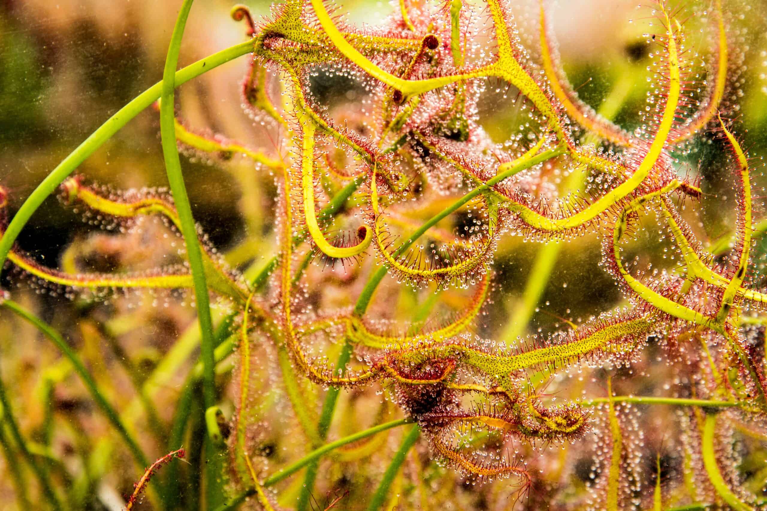 Forked Sundew (Drosera binata)