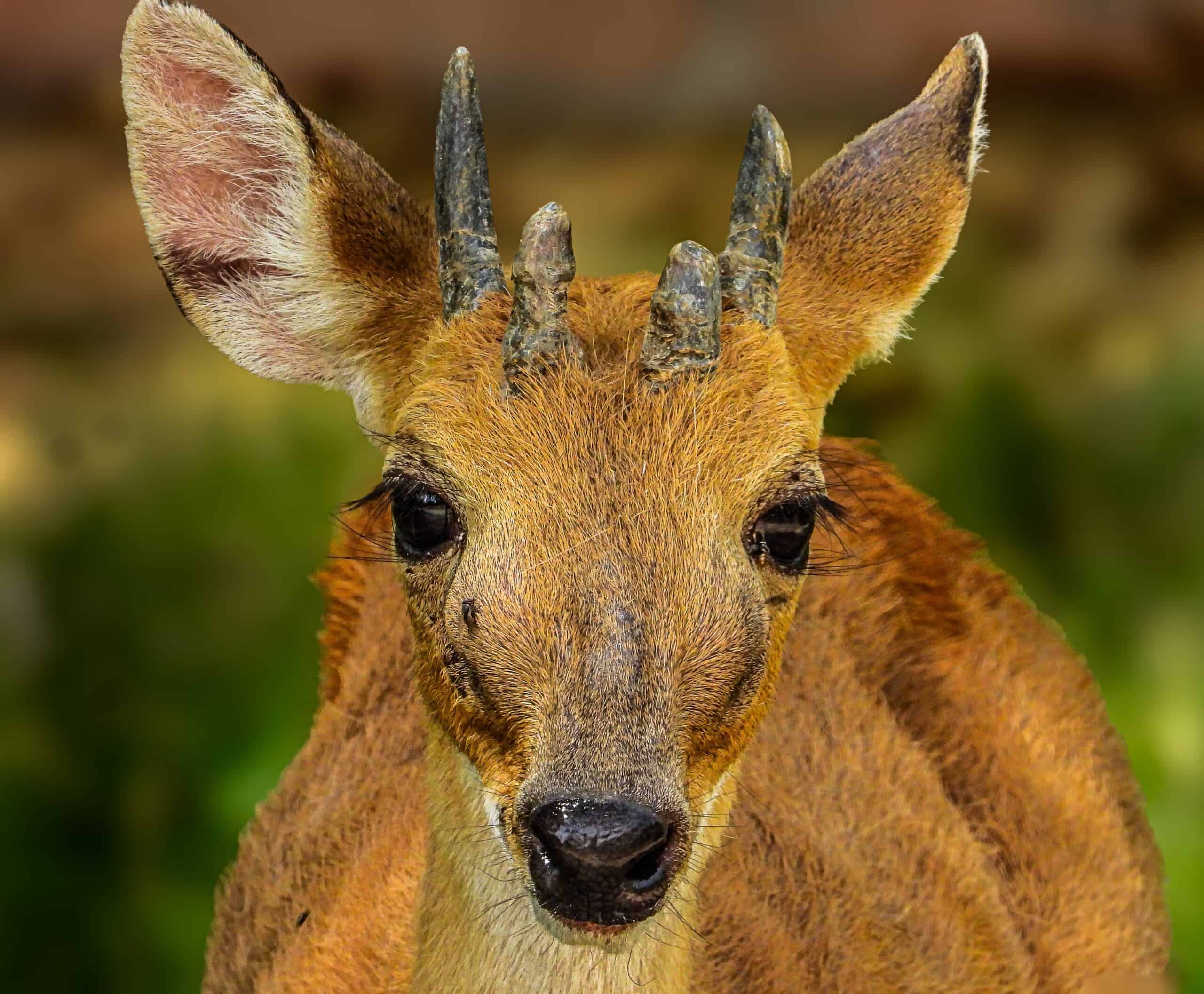 Four-Horned Antelope (Chousingha)