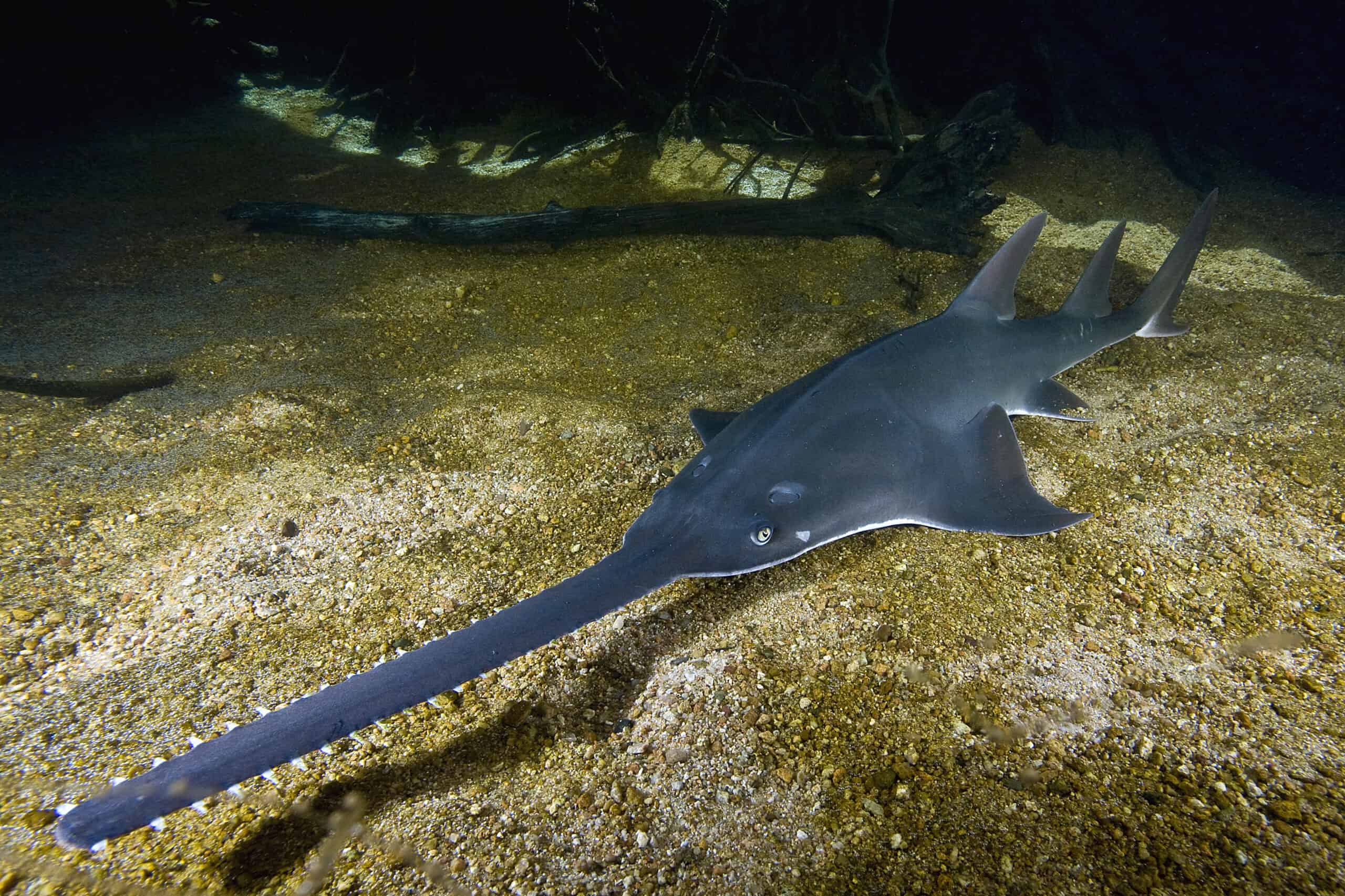 Freshwater Sawfish (Pristis pristis)