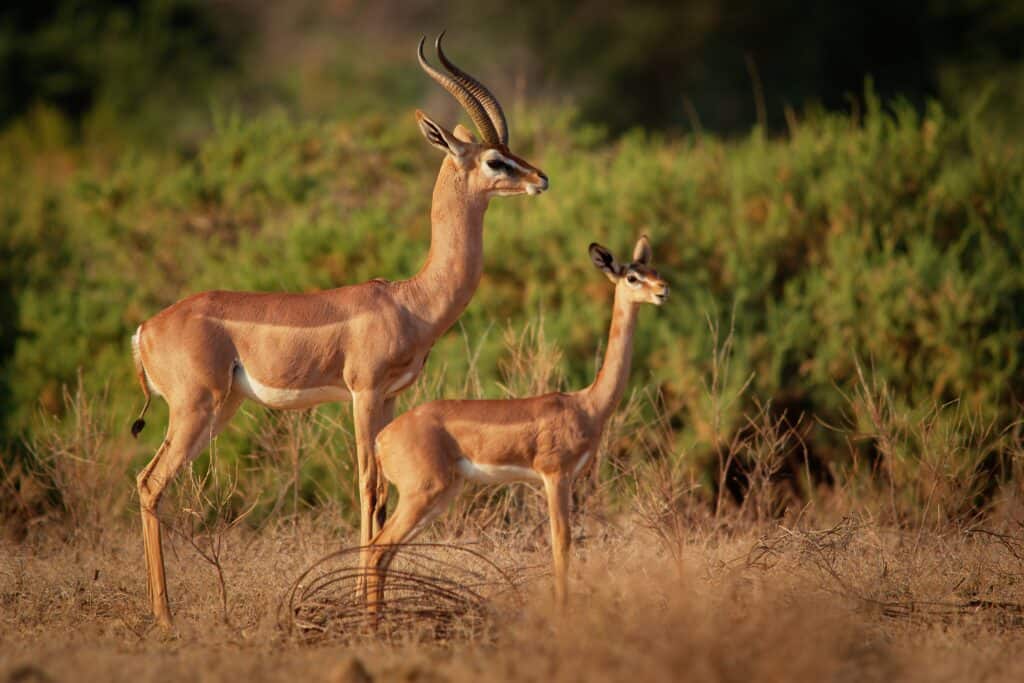 Gerenuk