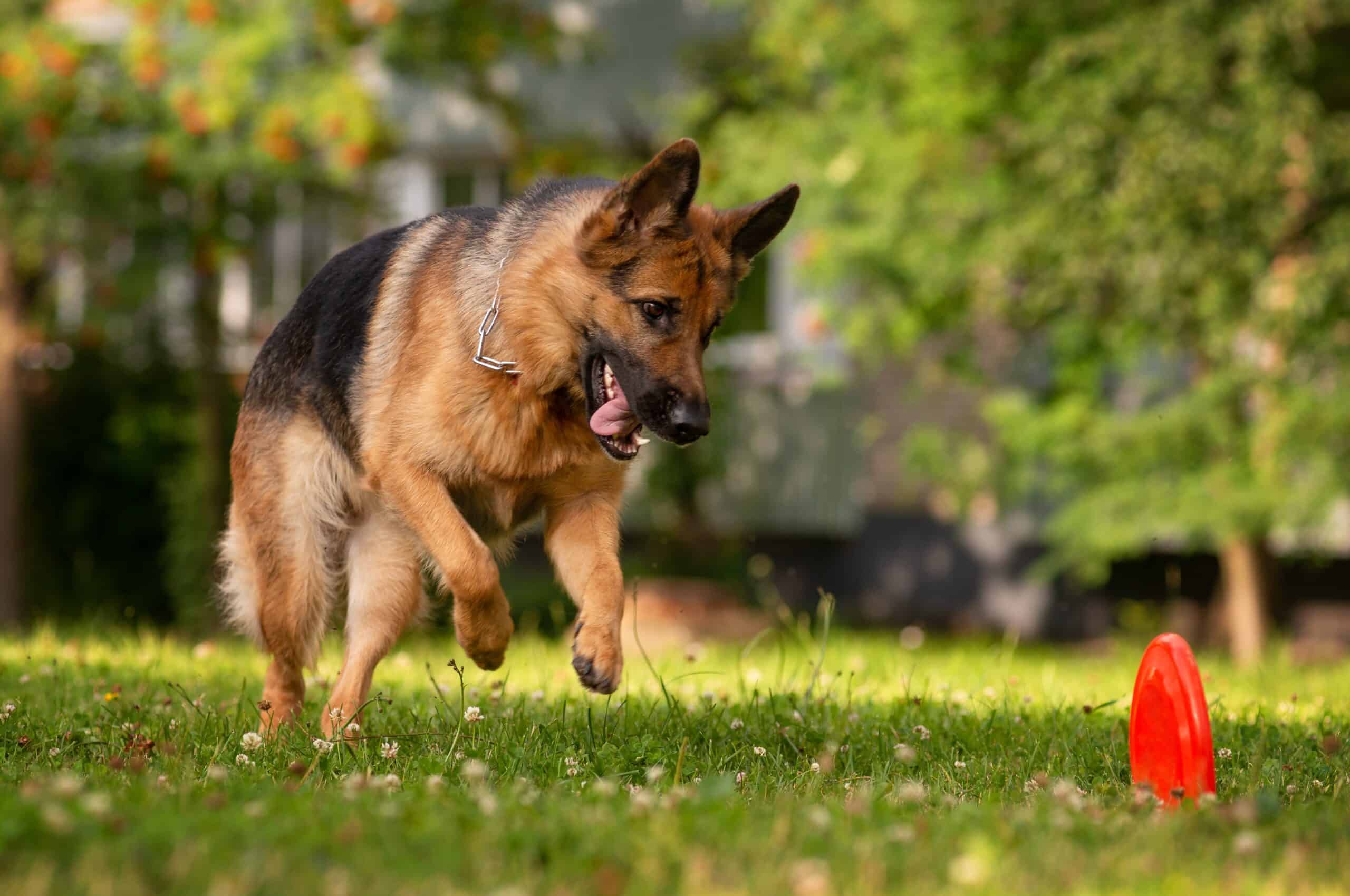 German Shepherd