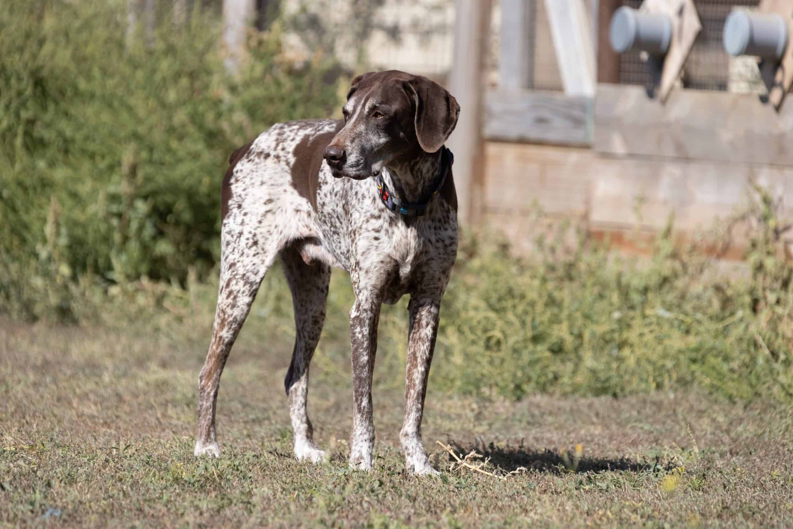 German Shorthaired Pointer