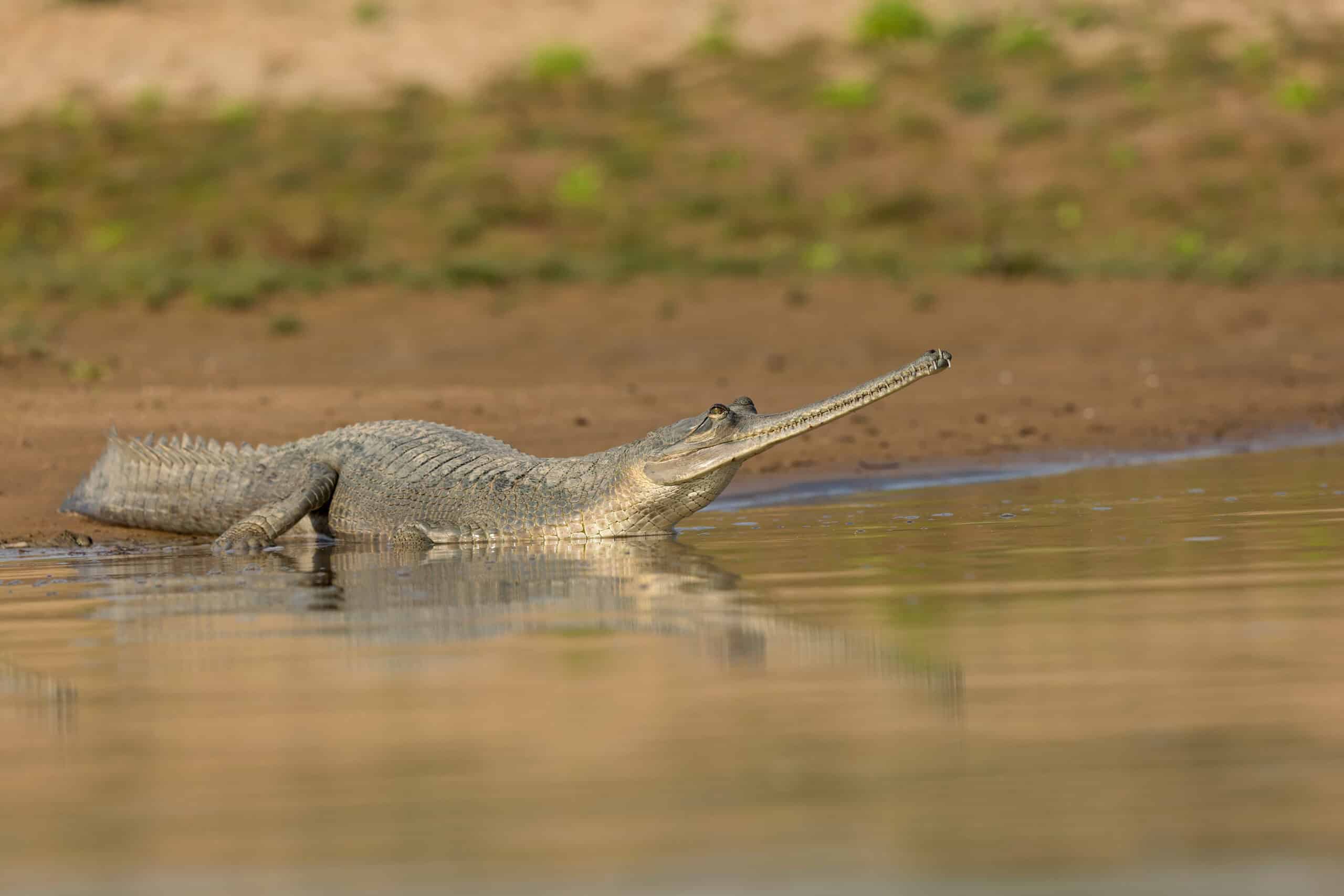 Gharial