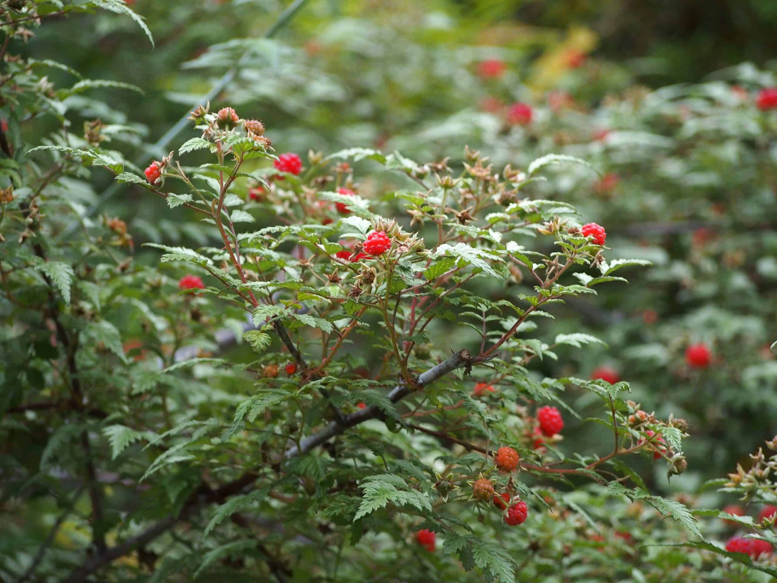 Ghost Bramble (Rubus thibetanus)