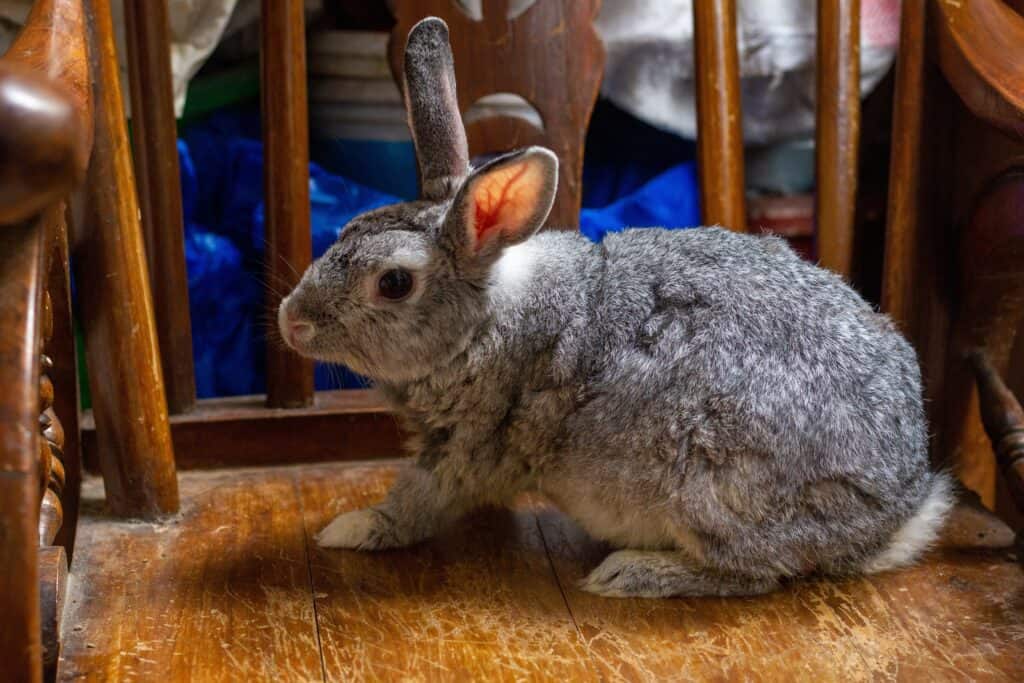 Giant Chinchilla rabbit