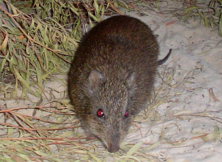 Gilbert’s Potoroo