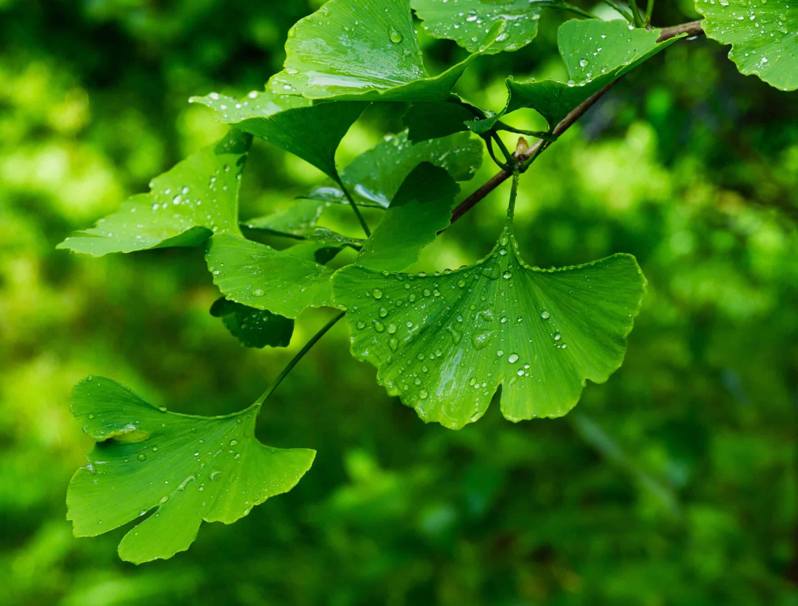 Ginkgo Biloba