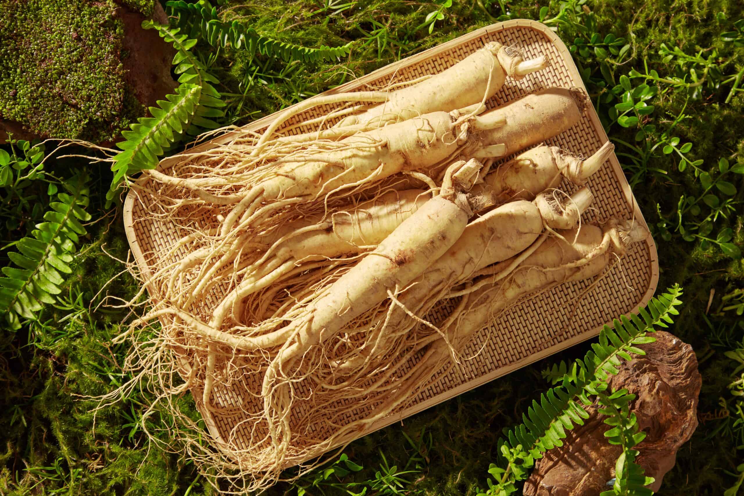 Ginseng