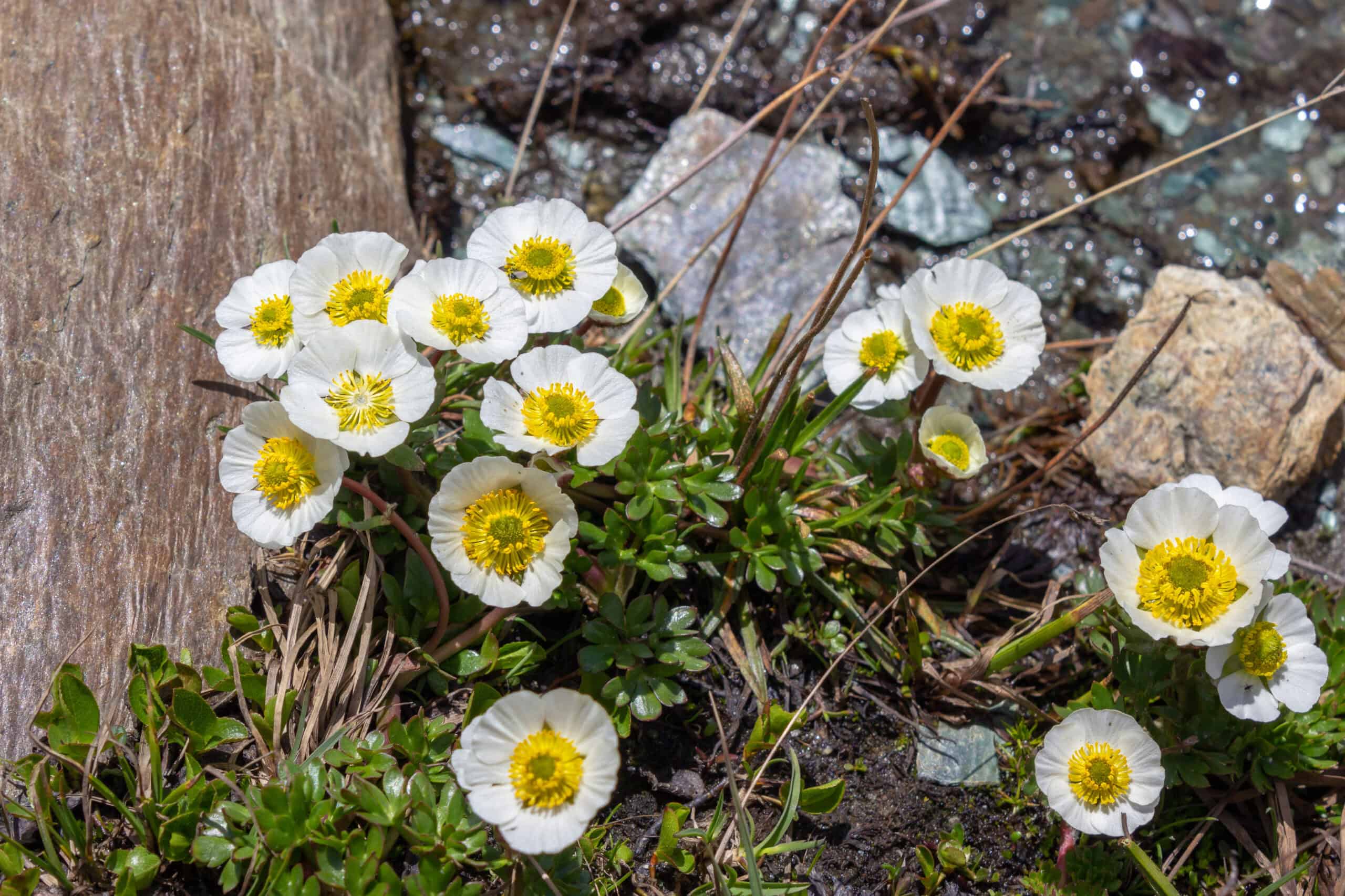 Glacier Crowfoot (Ranunculus glacialis)