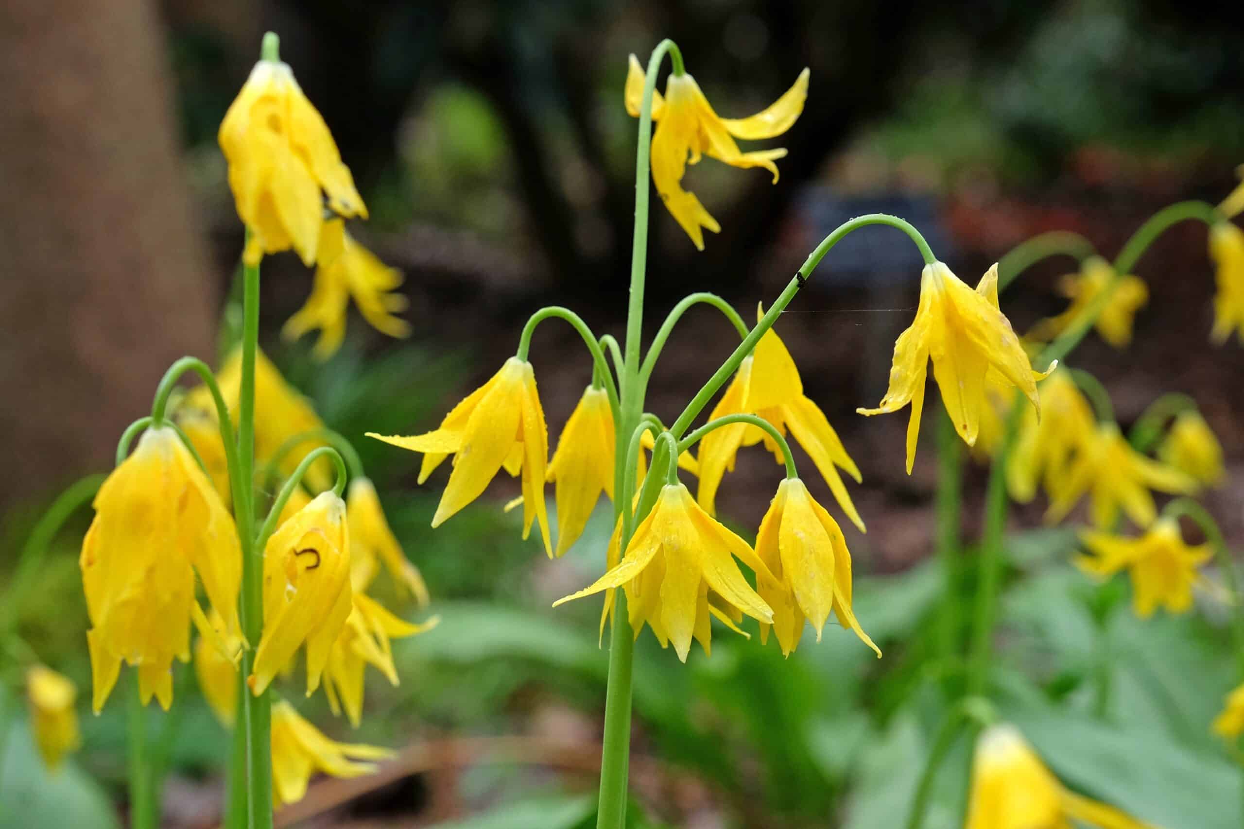 Glacier Lily (Erythronium grandiflorum)