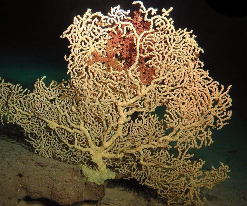 Gold Coral