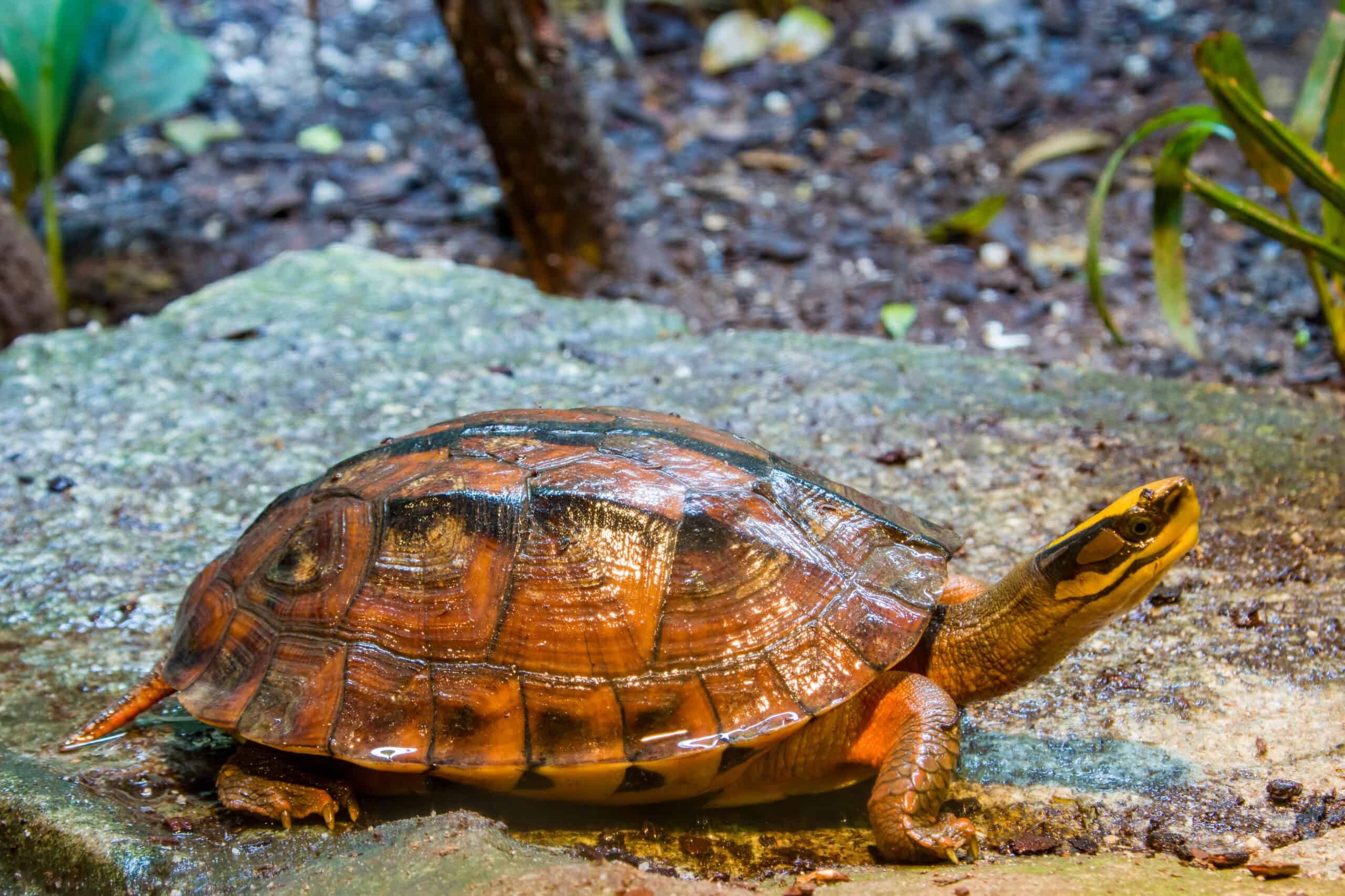 Golden Coin Turtle