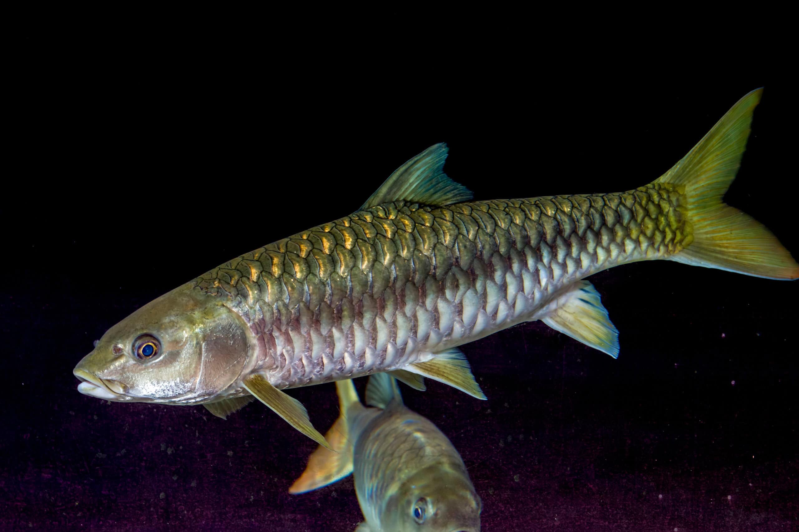 Golden Mahseer