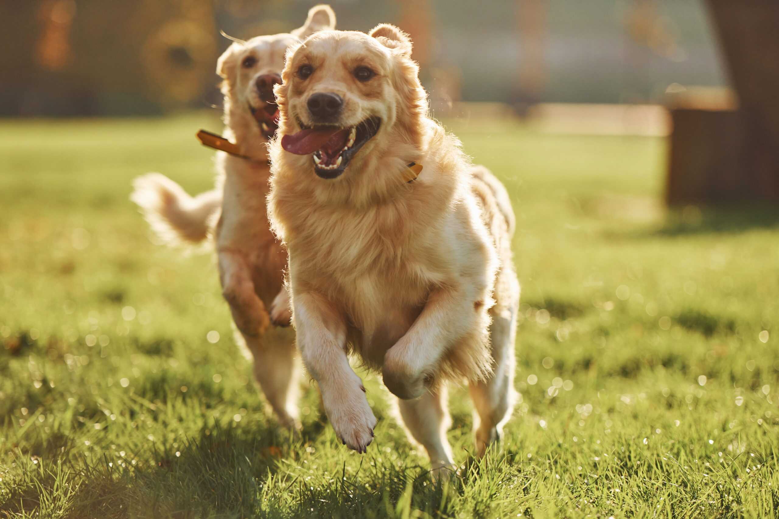 Golden Retriever