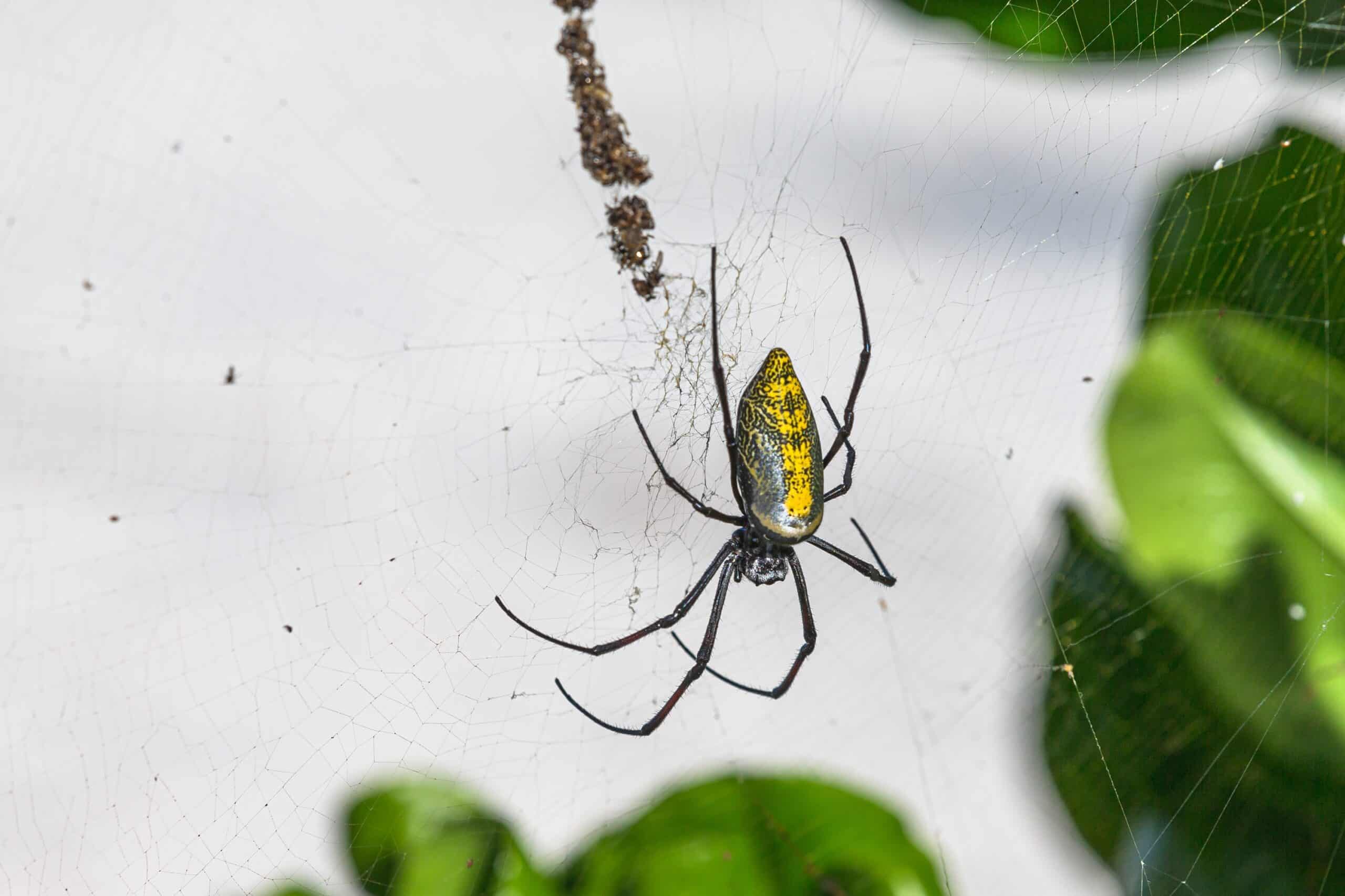 Golden Silk Orb-Weaver (Nephila clavipes)