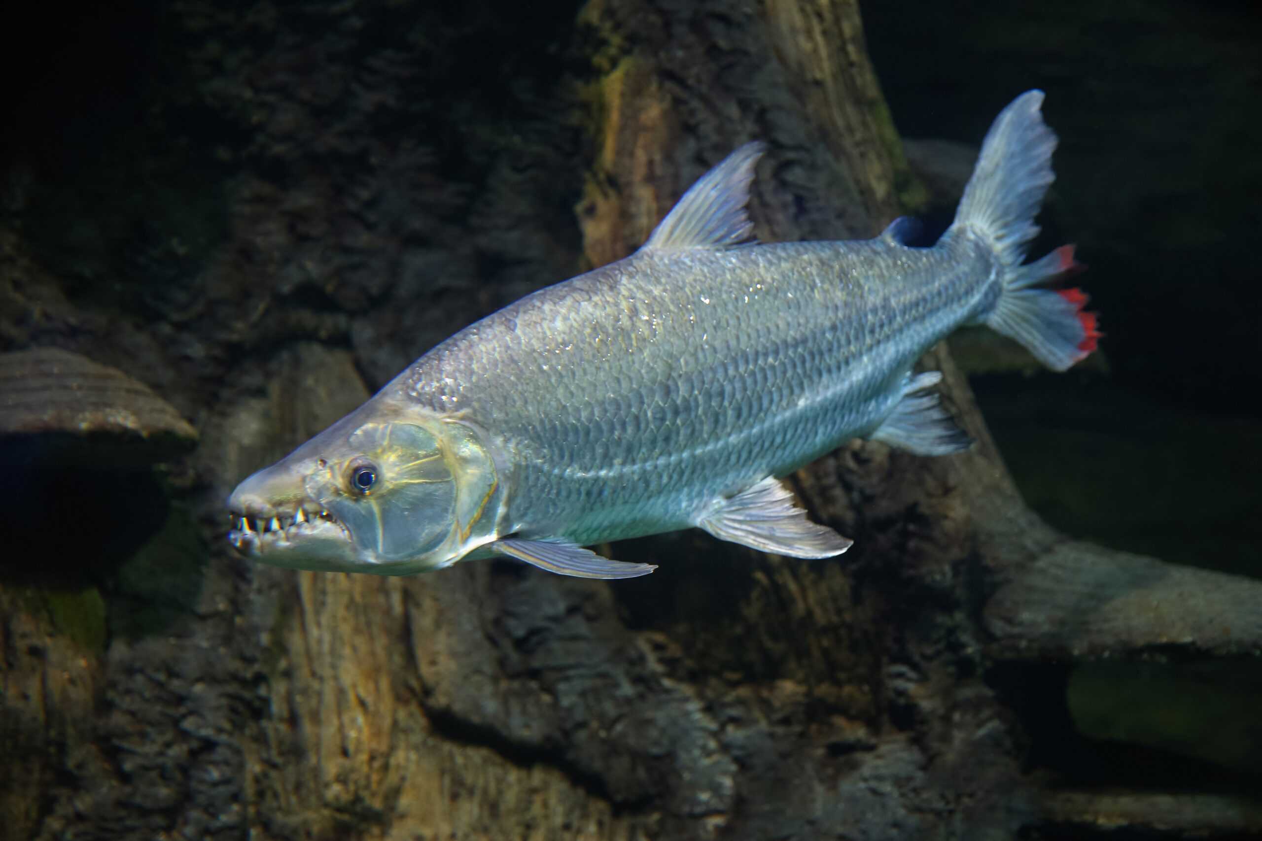 Goliath Tigerfish