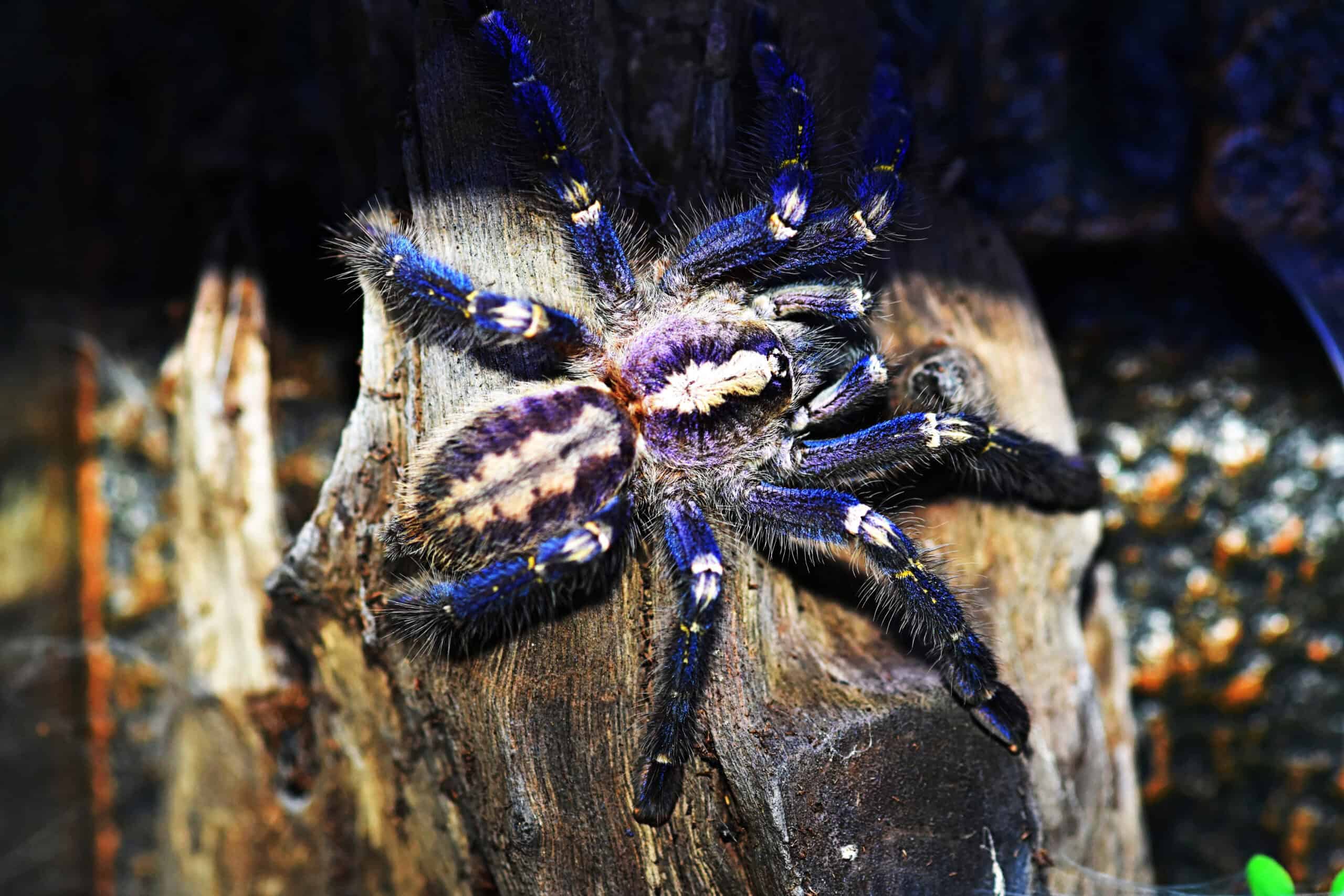 Gooty Sapphire Ornamental (Poecilotheria metallica)