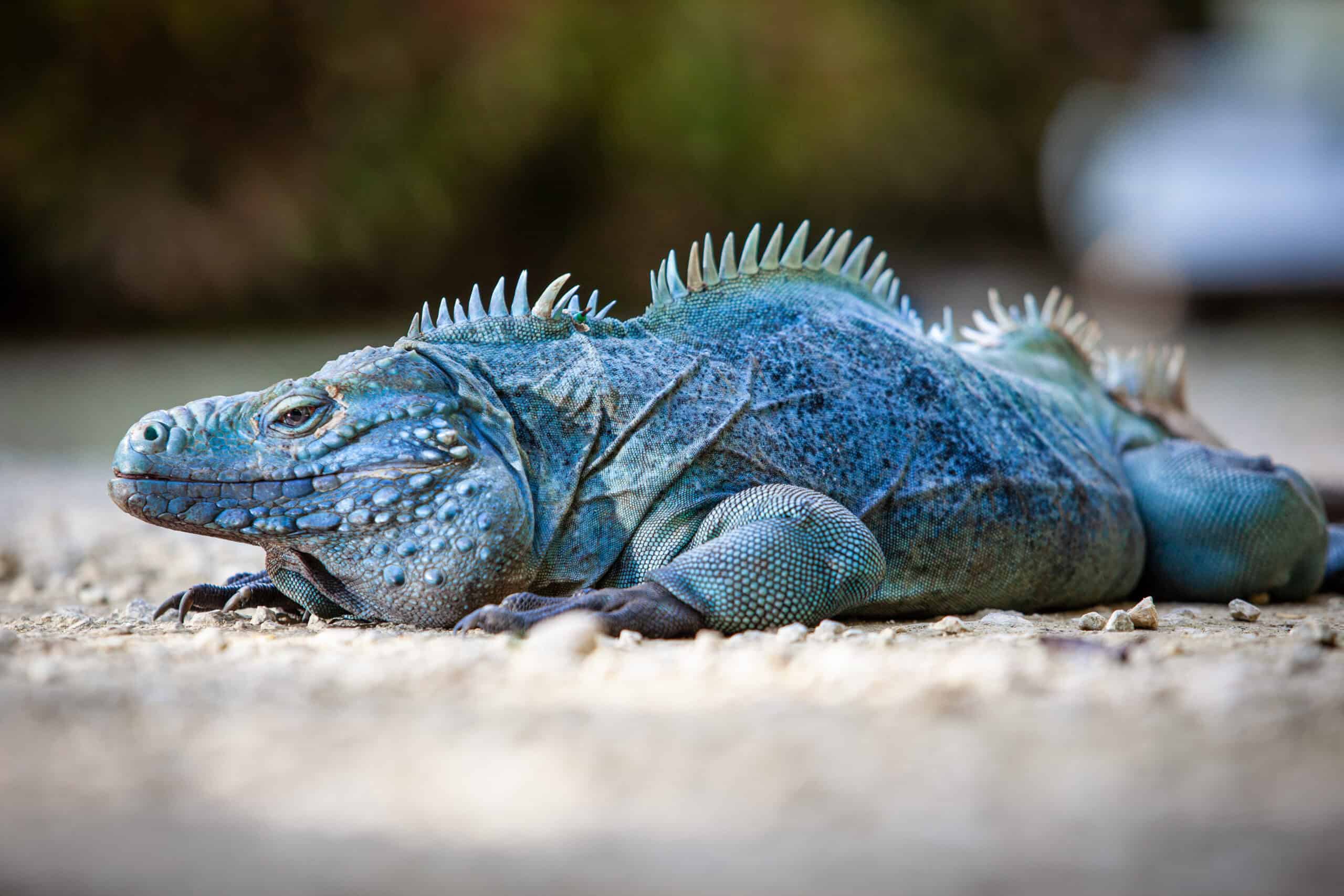 Grand Cayman Blue Iguana