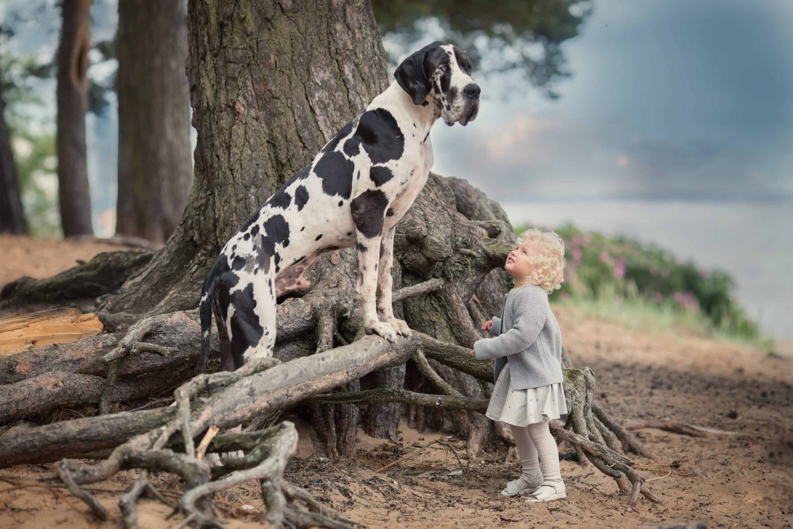 Great Dane