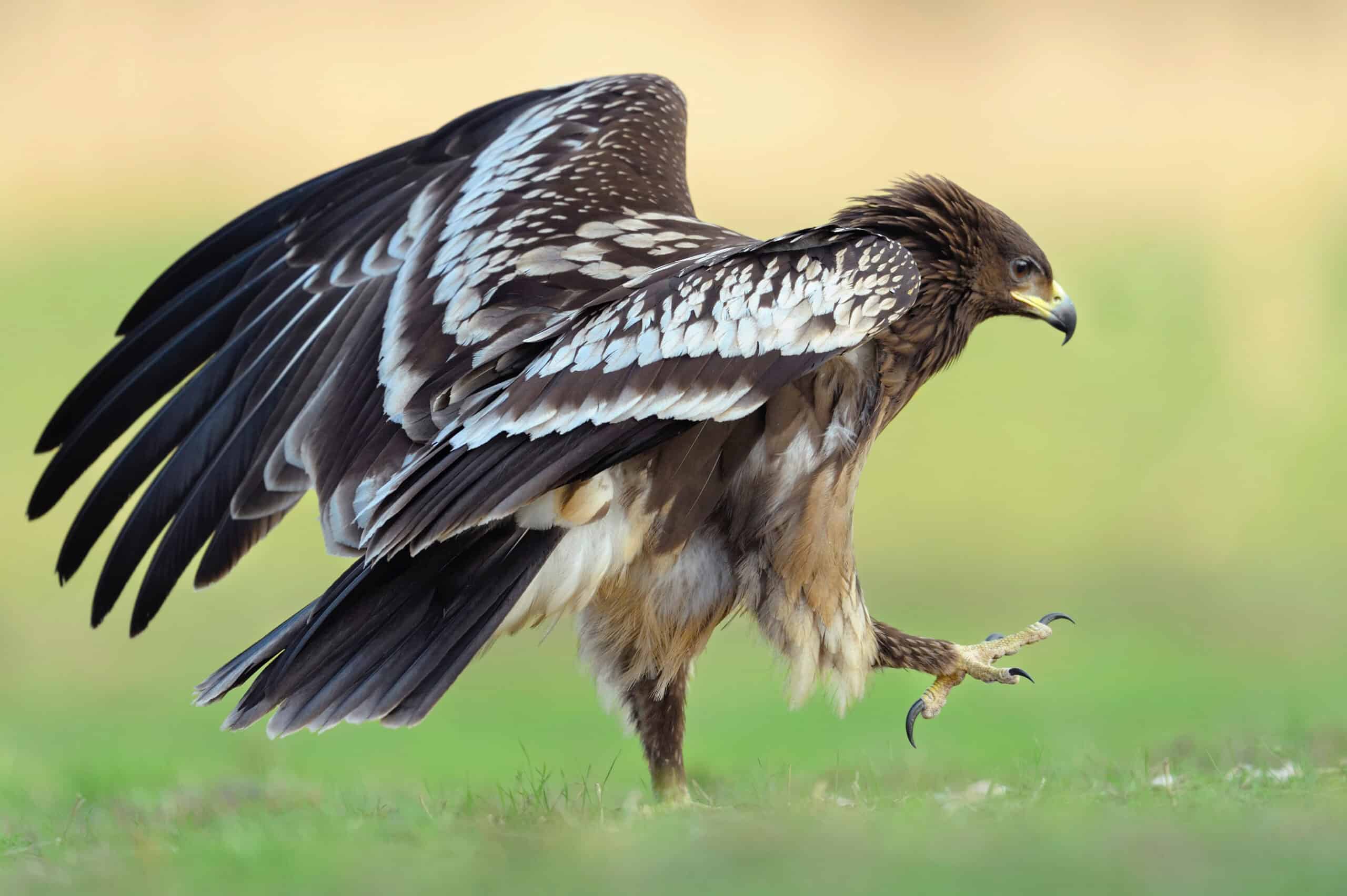 Greater Spotted Eagle