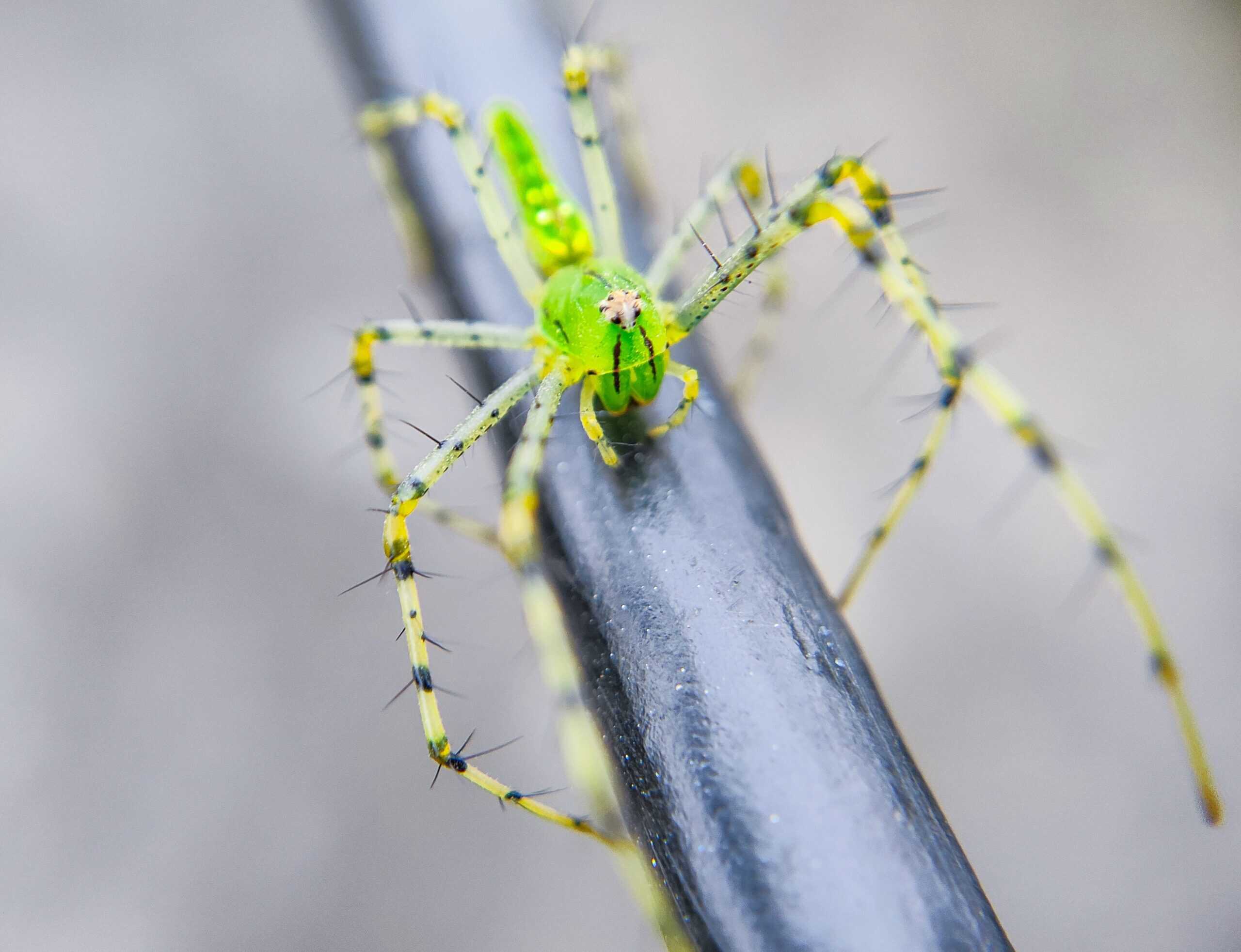 Green Lynx Spider (Peucetia viridans)