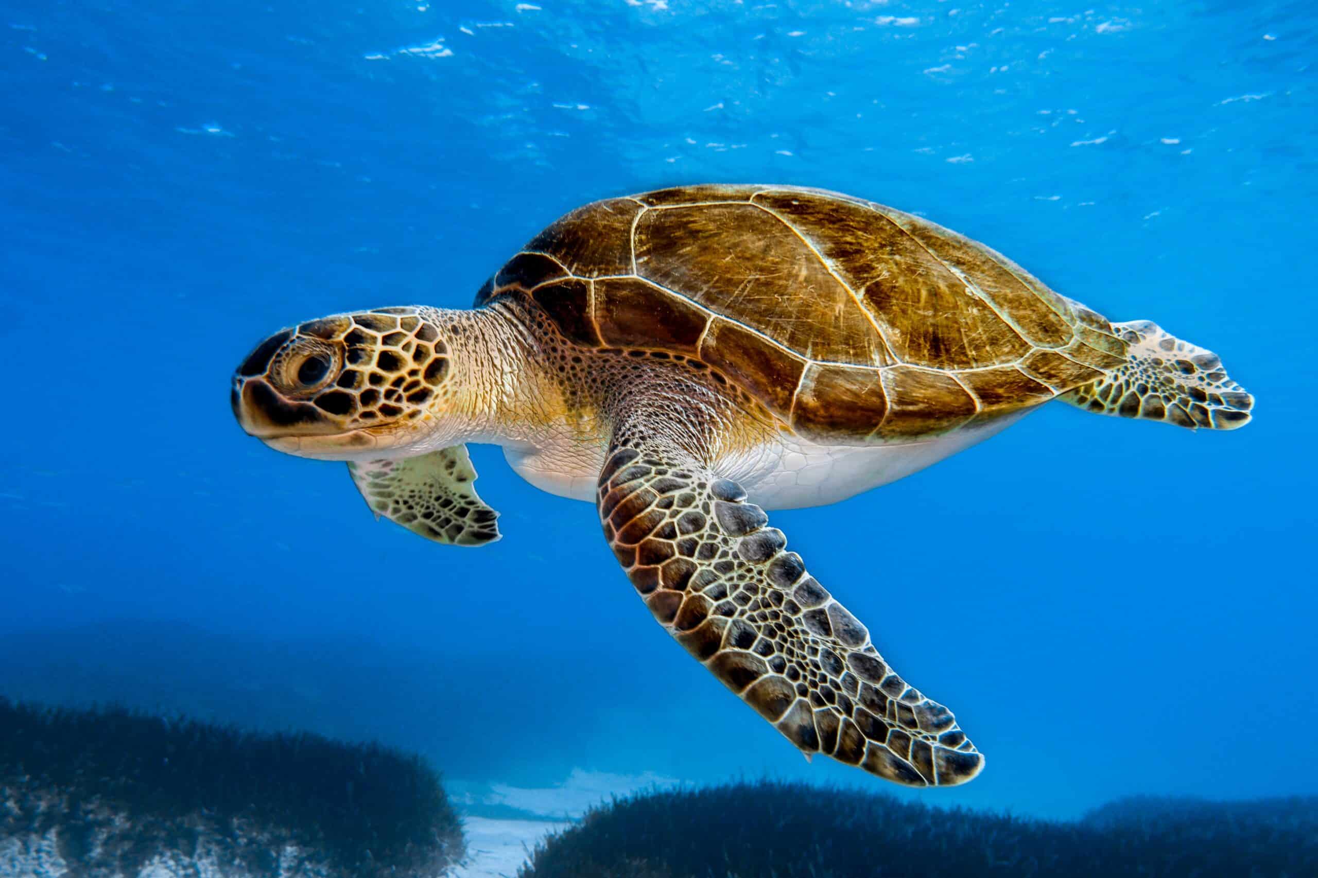 Green Sea Turtle (Chelonia mydas)