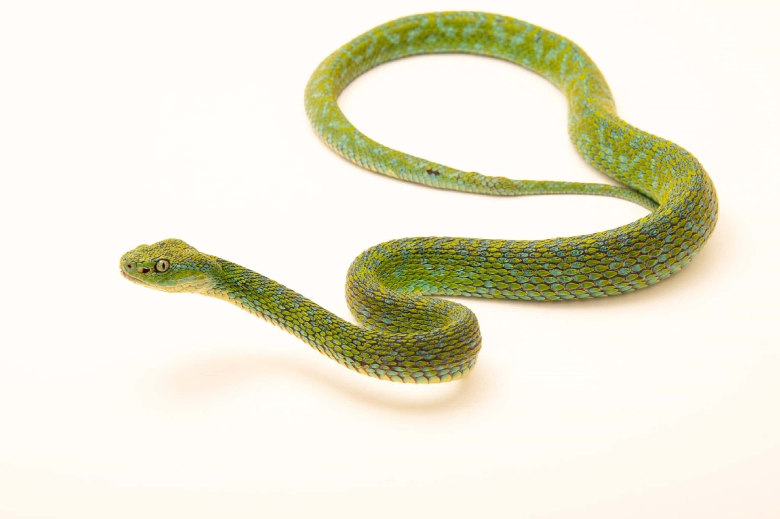 Guatemalan Palm Viper